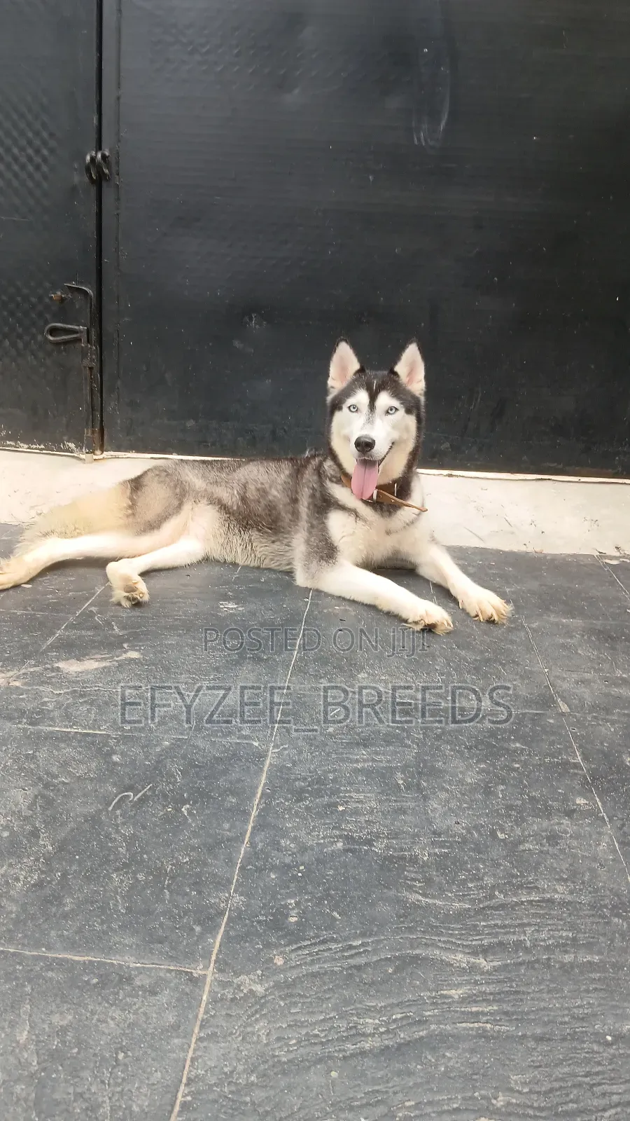 1+ year Female Purebred Siberian Husky