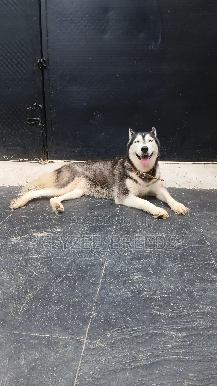 1+ year Female Purebred Siberian Husky