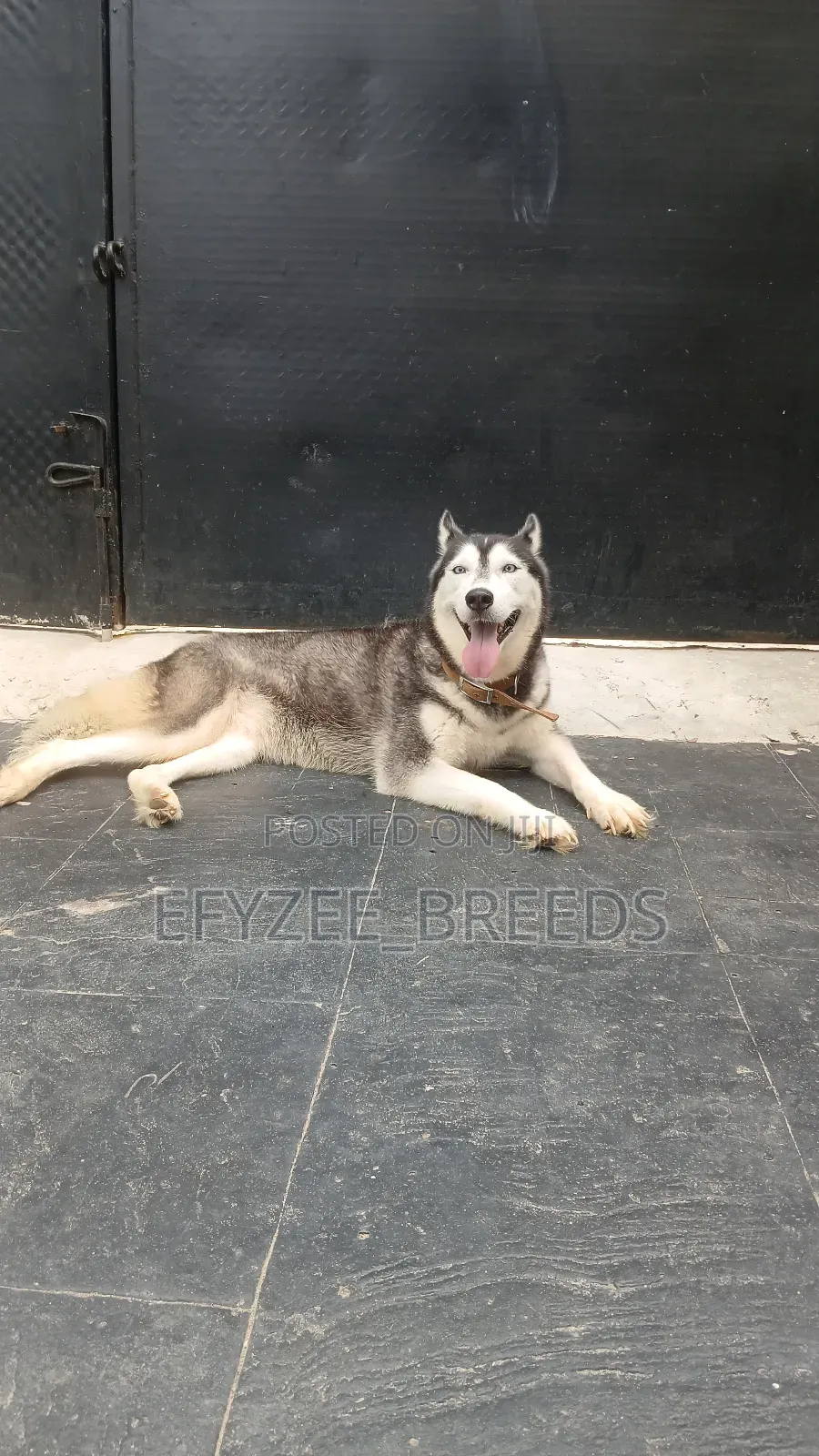 1+ year Female Purebred Siberian Husky