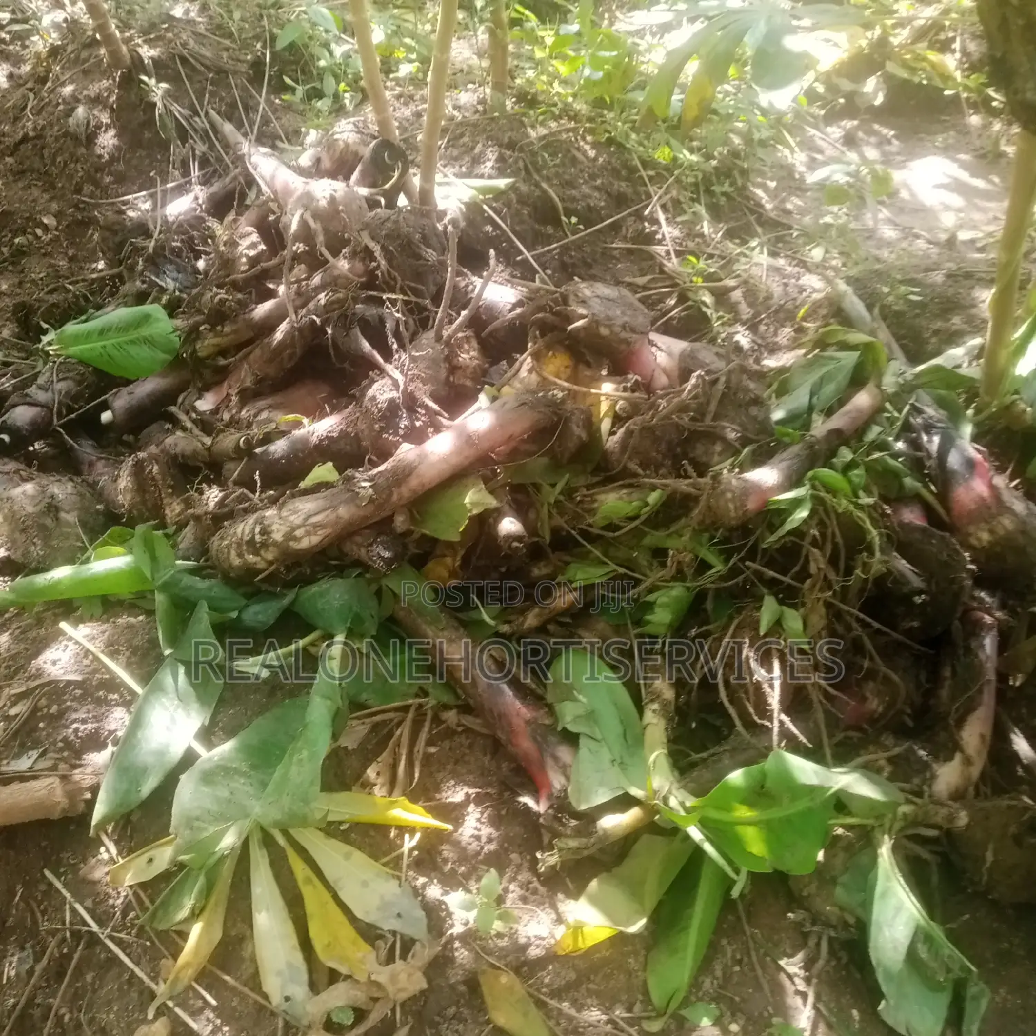 Fruits Seedlings to Plant at Home Garden, Farm (Edible Plants)