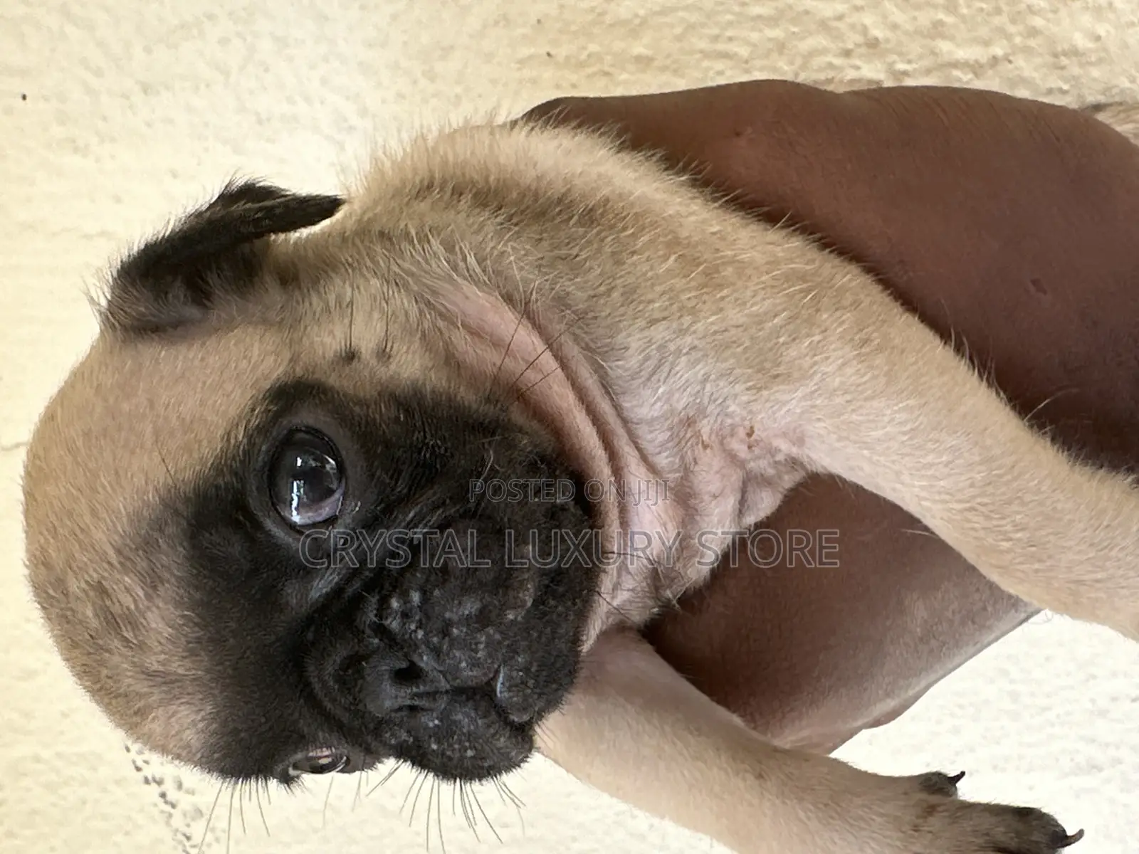 1-3 months Female Purebred Pug