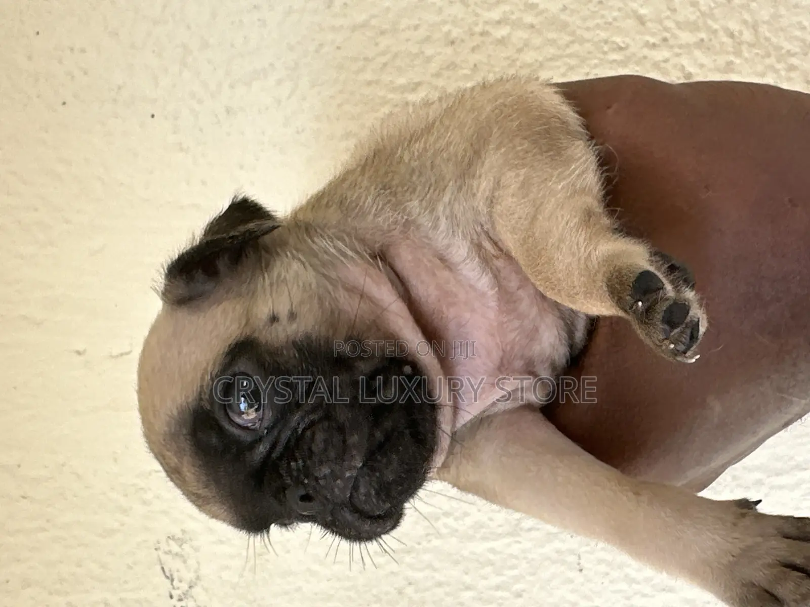 1-3 months Female Purebred Pug