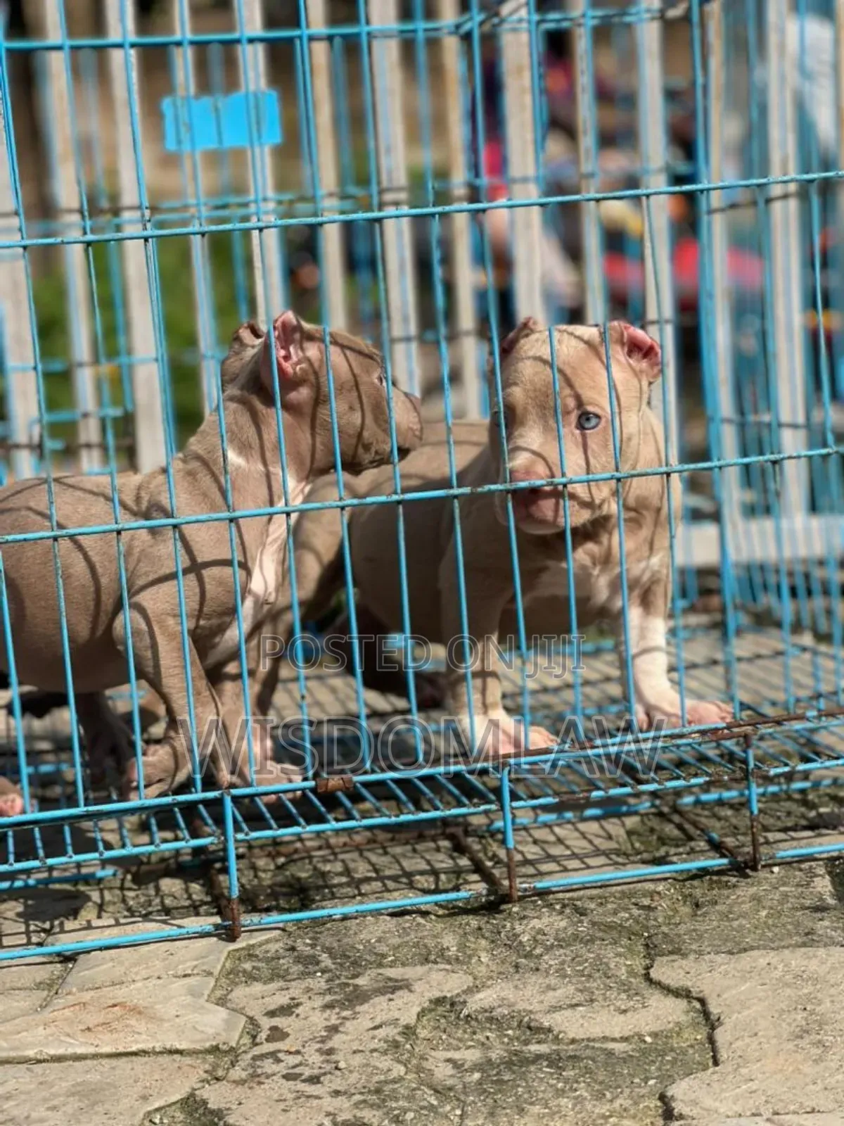 1-3 months Male Purebred American Bully