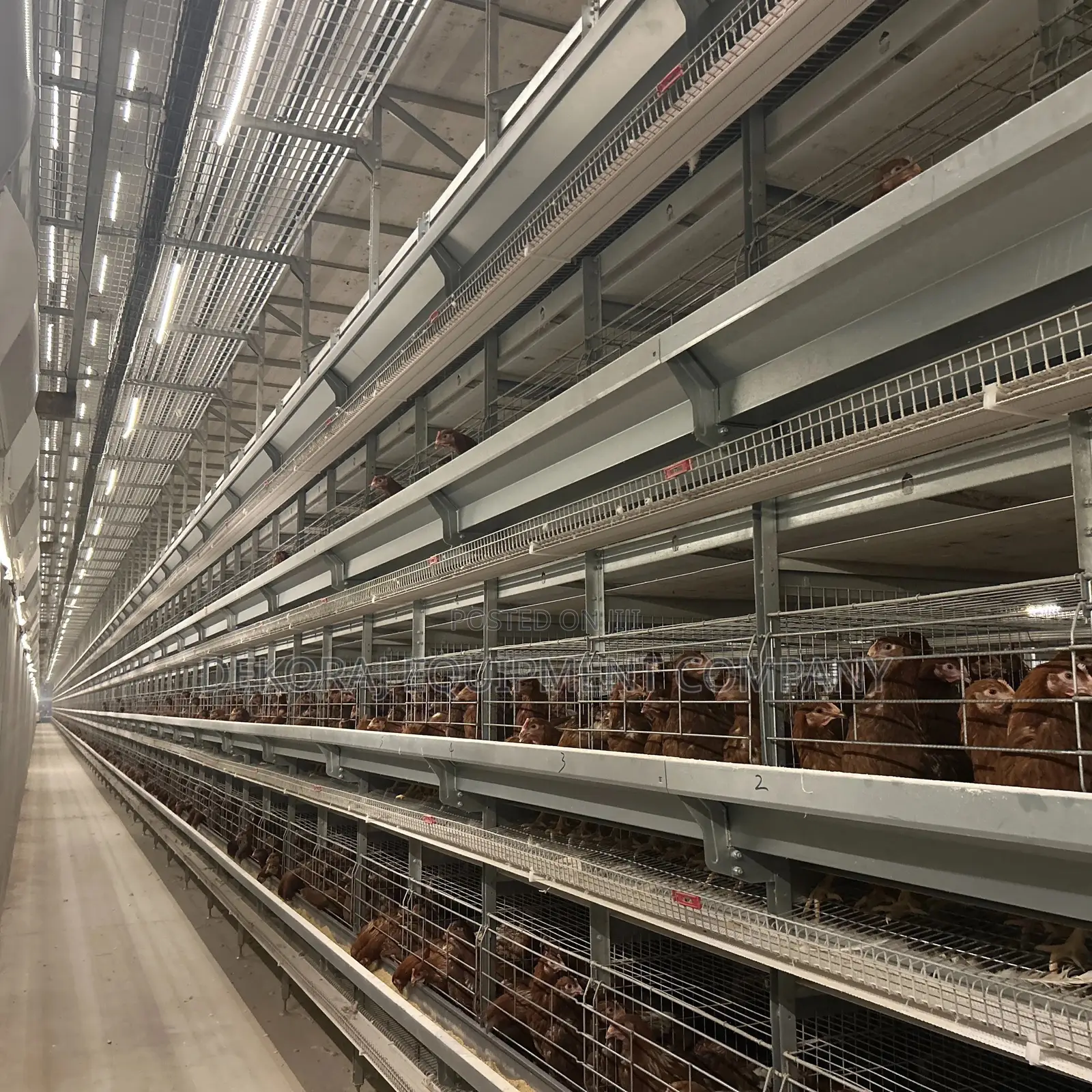 20,000 Birds Fully Automated Battery Cage for Layers