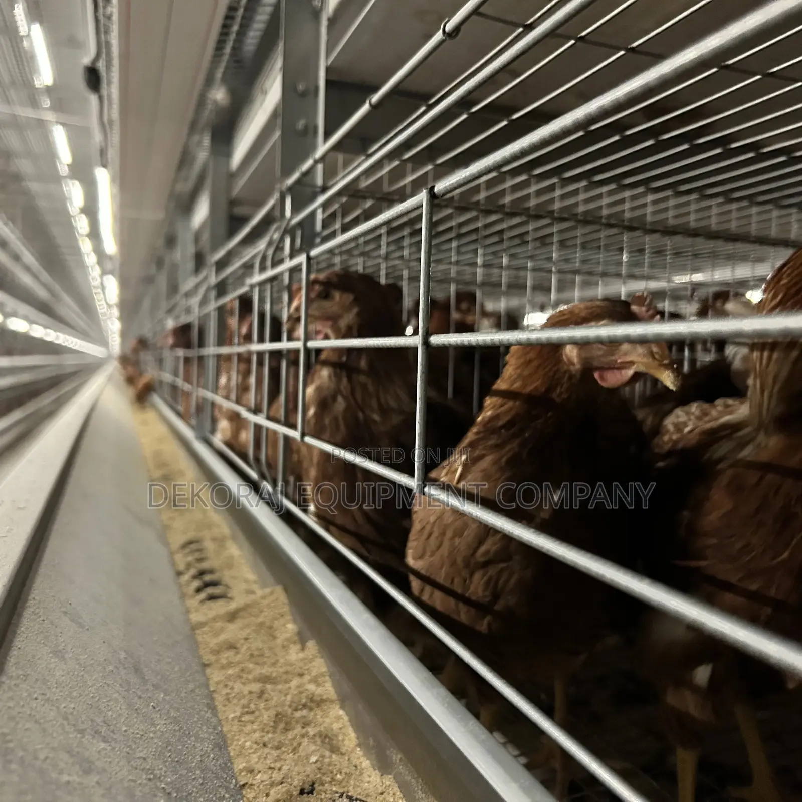 Automatic Imported Layer Cage For Upto100,000 Bird Capacity