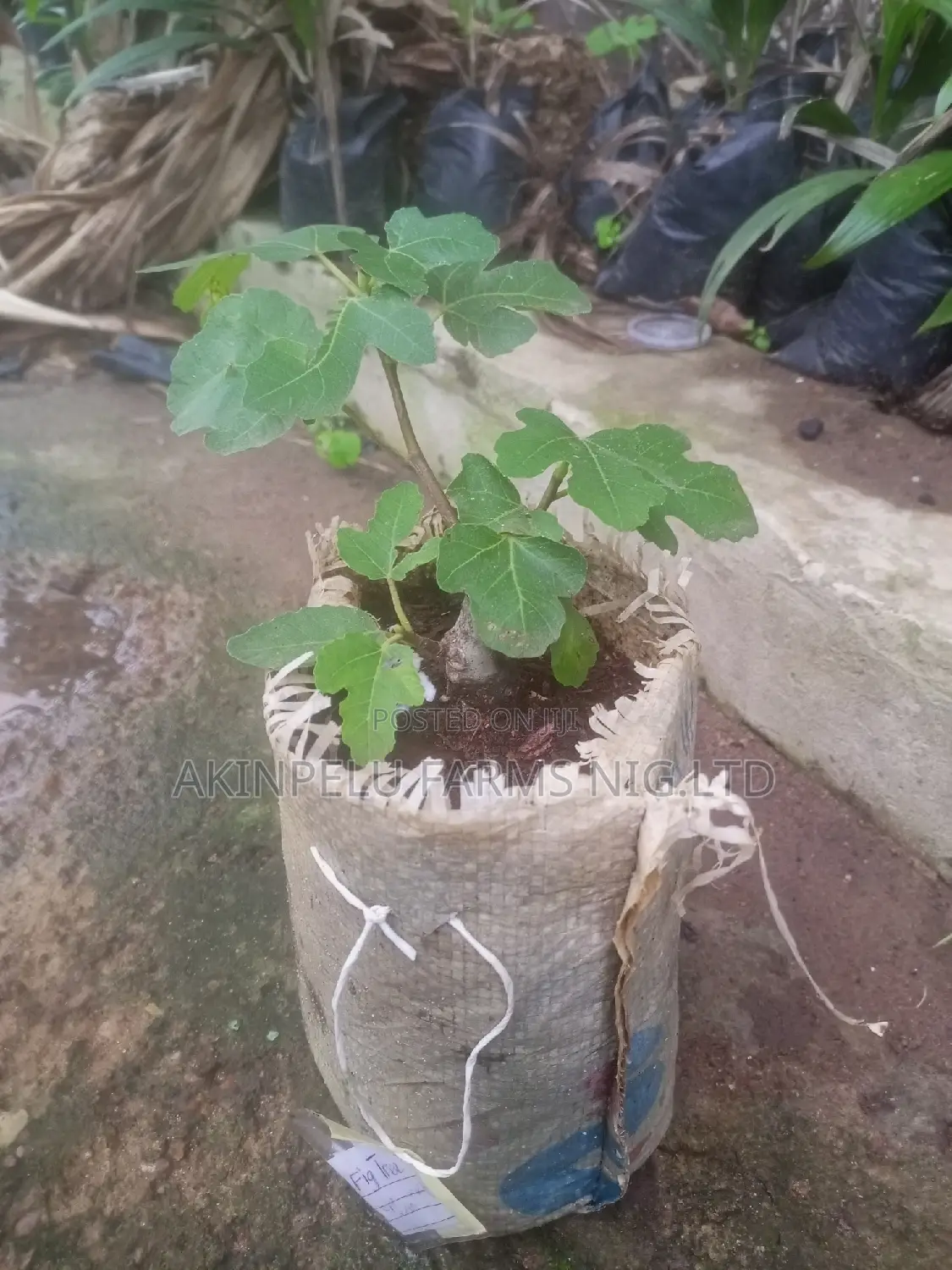 Fig Tree(Ficus Carica) Seedlings