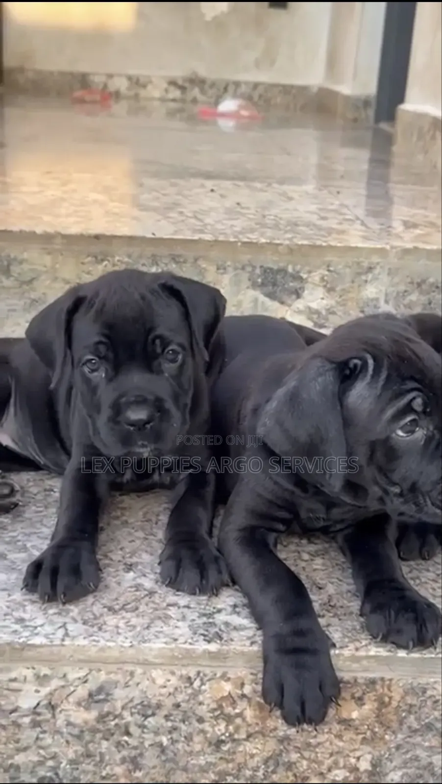 1-3 months Female Purebred Cane Corso