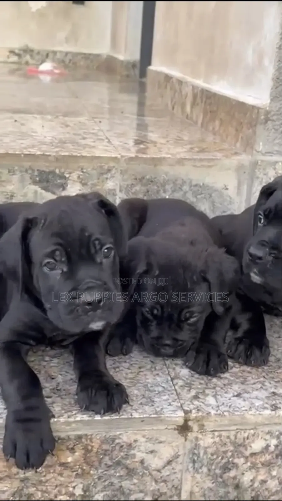 1-3 months Female Purebred Cane Corso