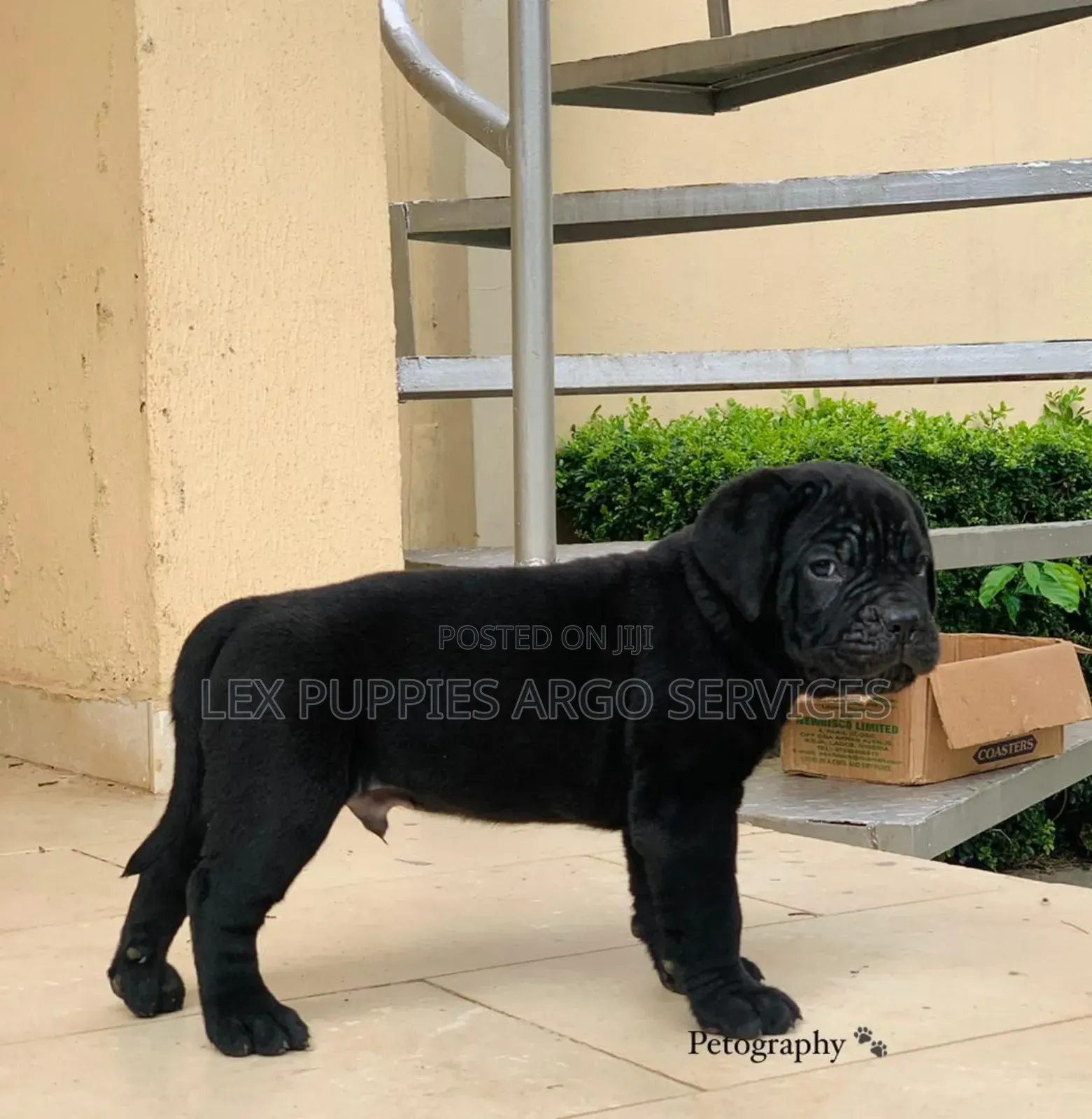 1-3 months Female Purebred Cane Corso