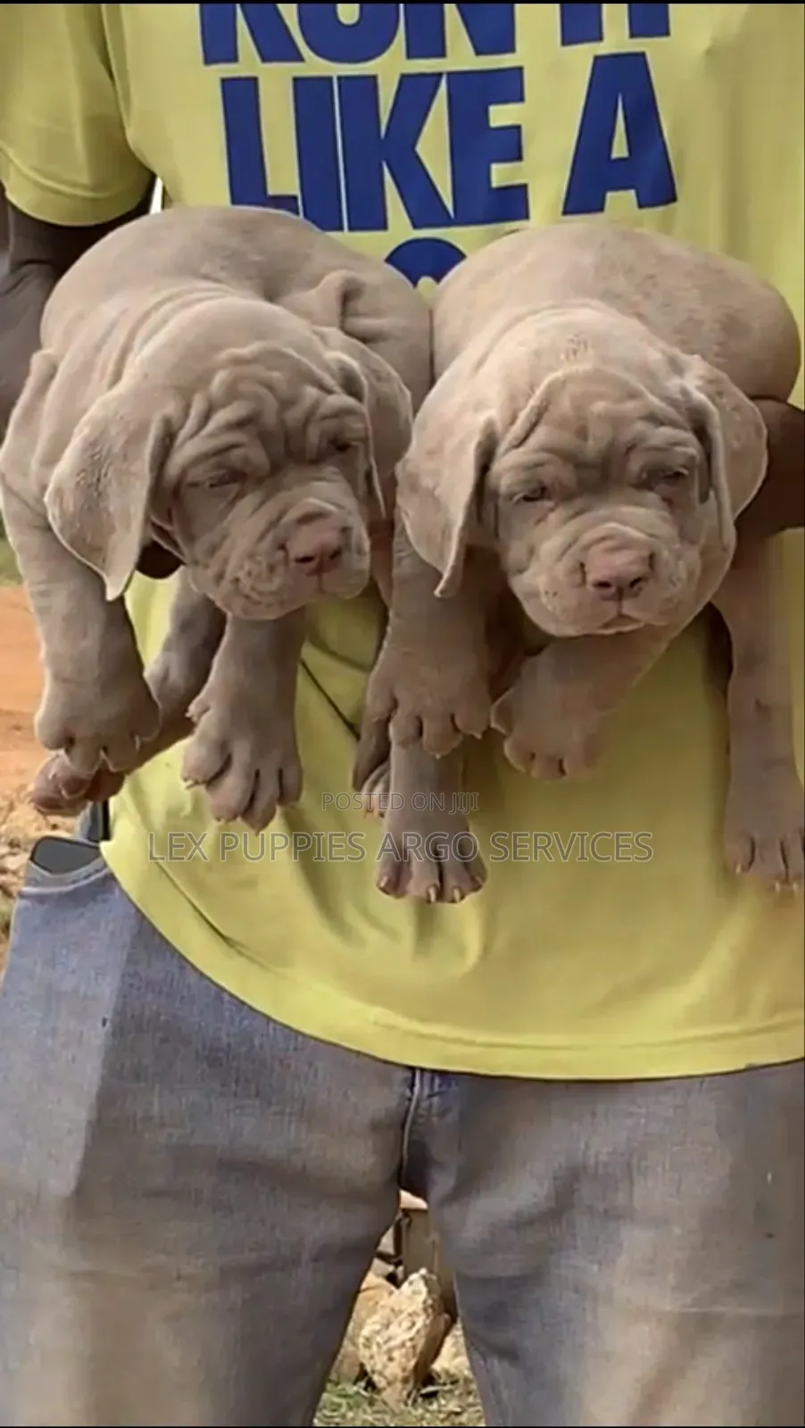 1-3 months Female Purebred Neapolitan Mastiff