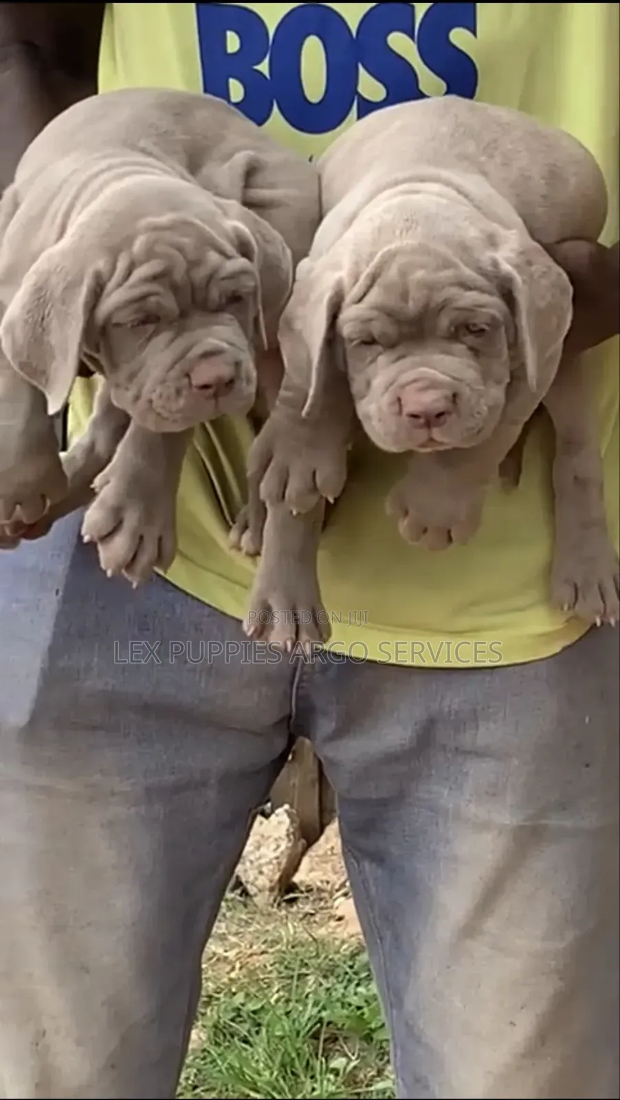 1-3 months Female Purebred Neapolitan Mastiff