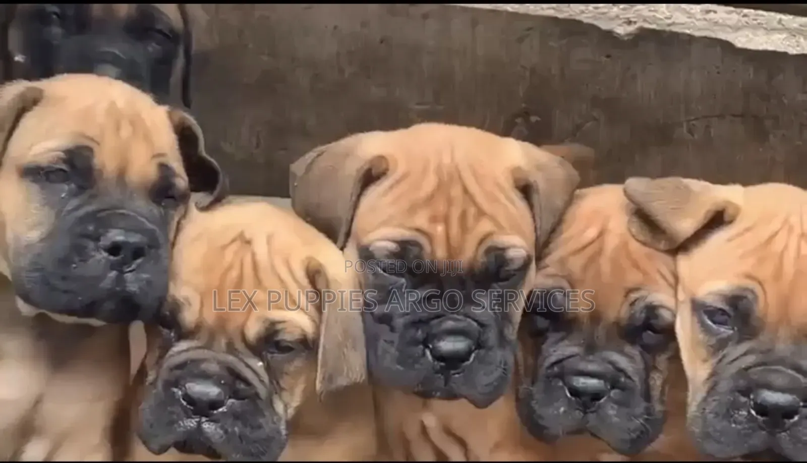 1-3 months Female Purebred Bullmastiff