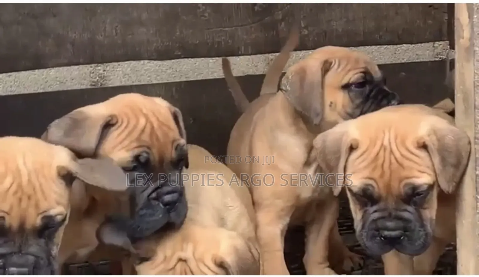 1-3 months Female Purebred Bullmastiff