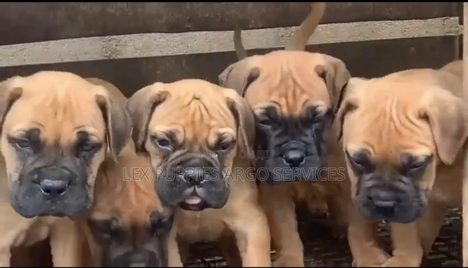 1-3 months Female Purebred Bullmastiff