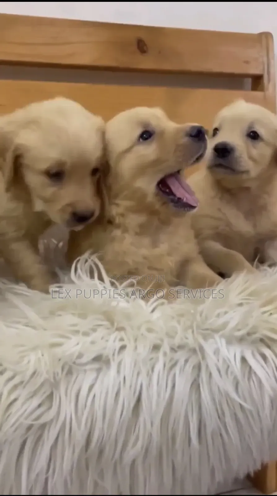 1-3 months Female Purebred Golden Retriever