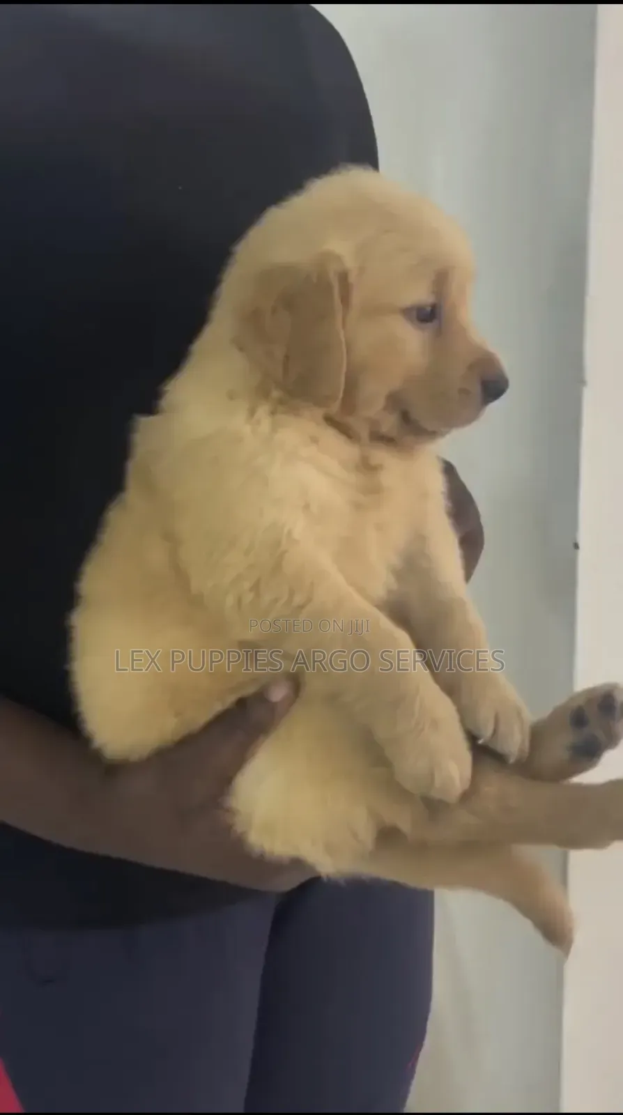 1-3 months Female Purebred Golden Retriever