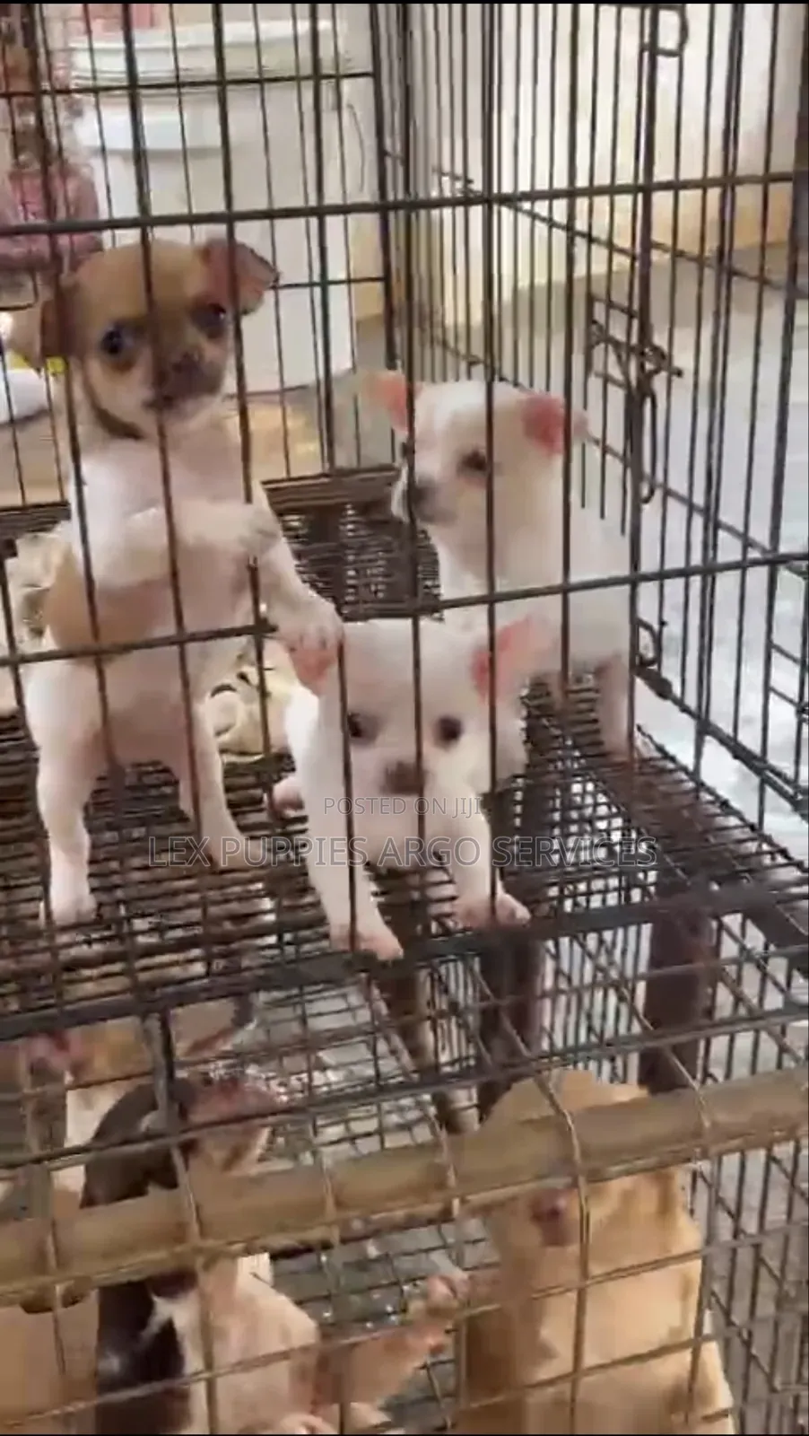 1-3 months Female Purebred Chihuahua