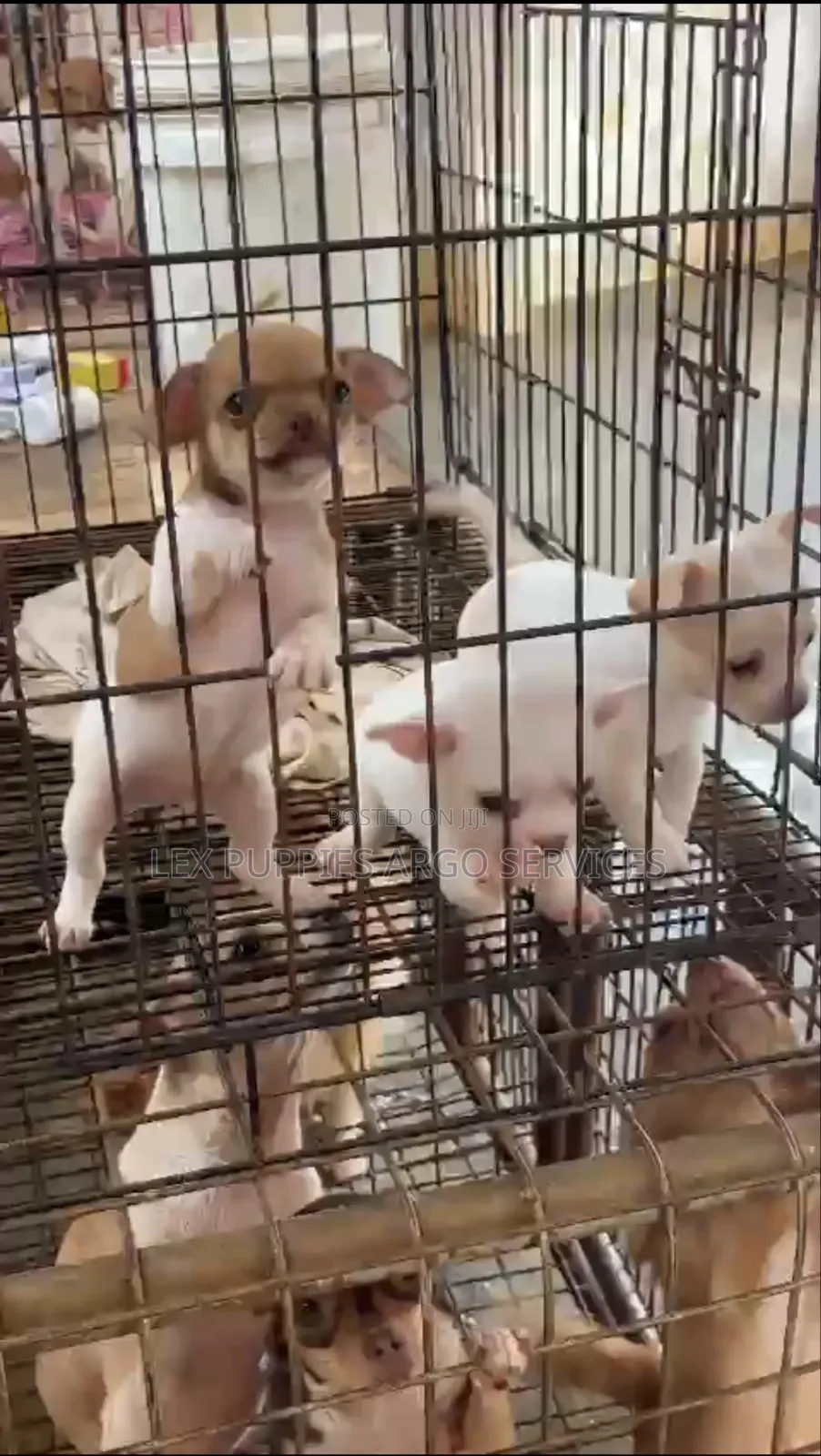 1-3 months Female Purebred Chihuahua