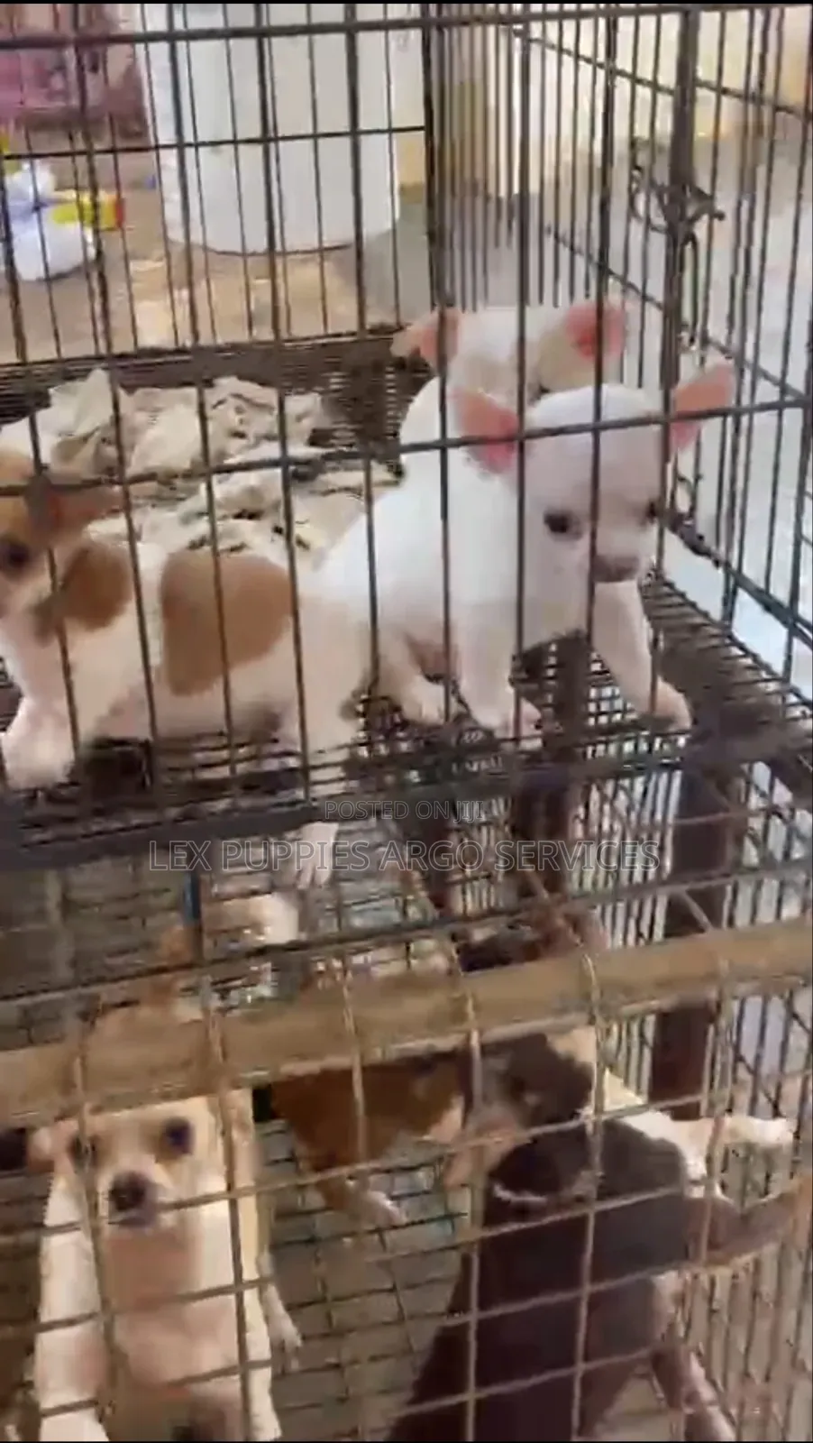 1-3 months Female Purebred Chihuahua