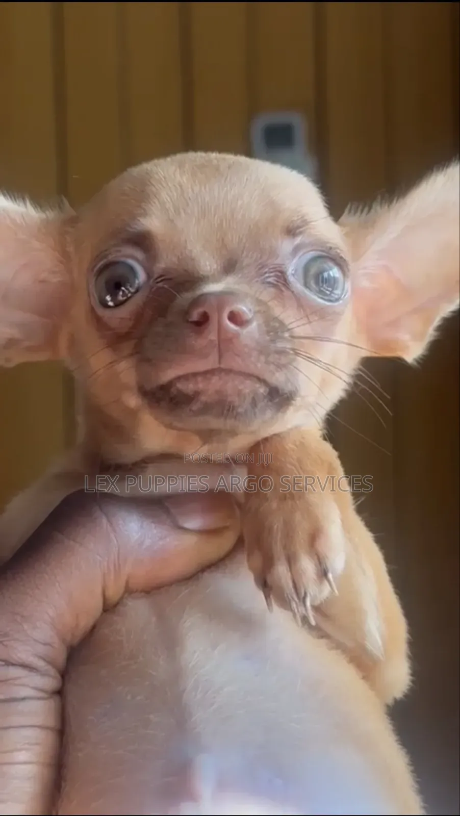 1-3 months Female Purebred Chihuahua