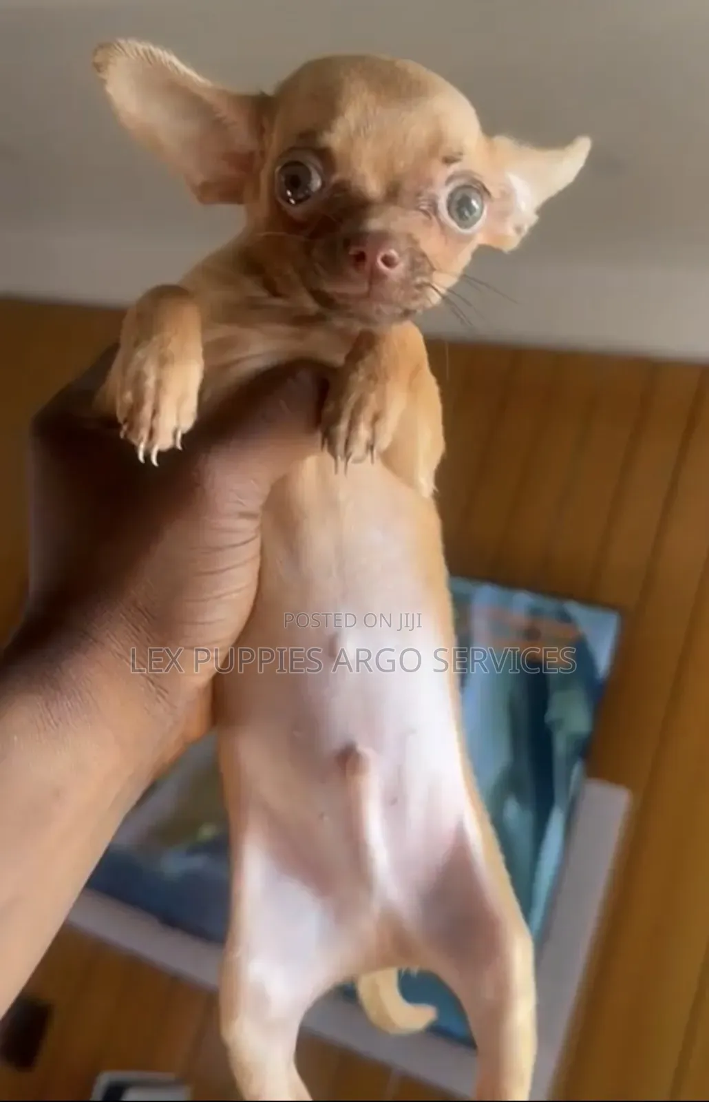 1-3 months Female Purebred Chihuahua