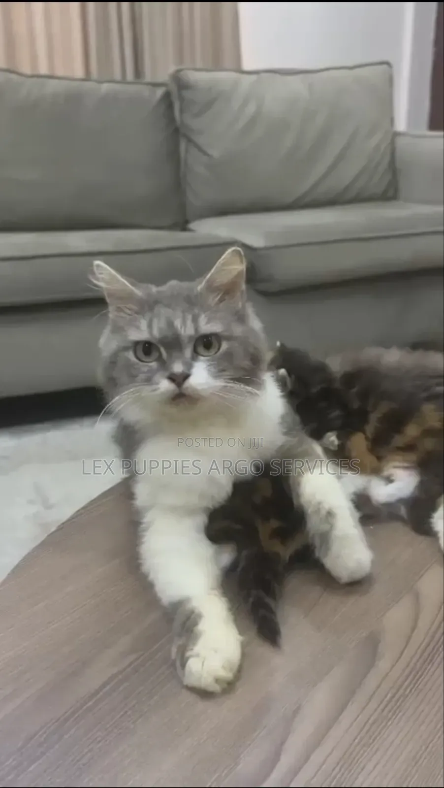 1-3 months Female Purebred Persian
