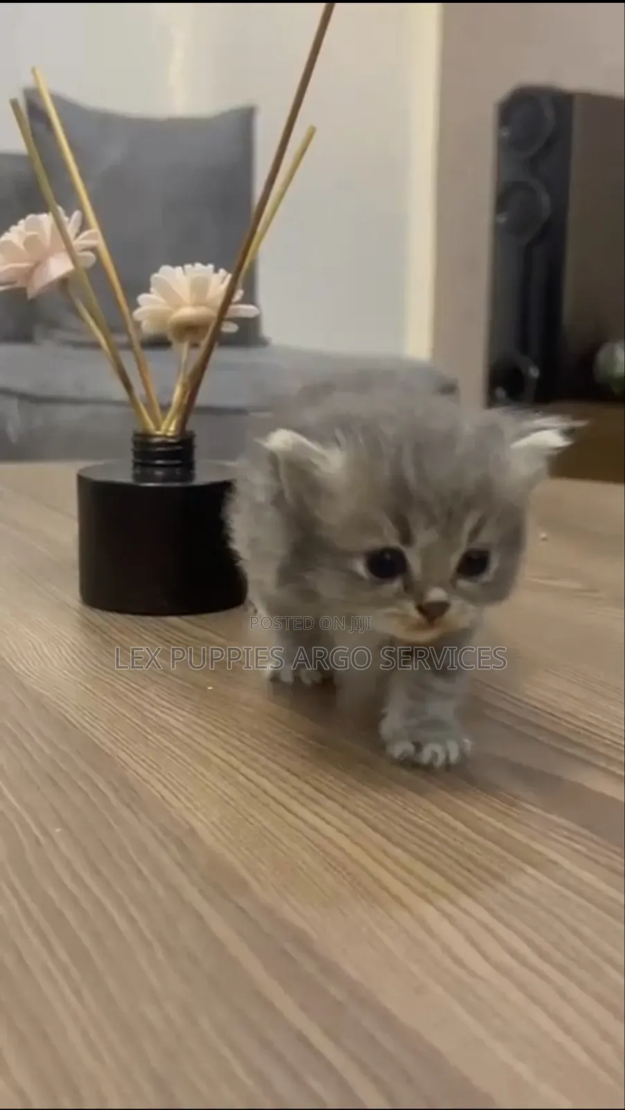 1-3 months Female Purebred Persian
