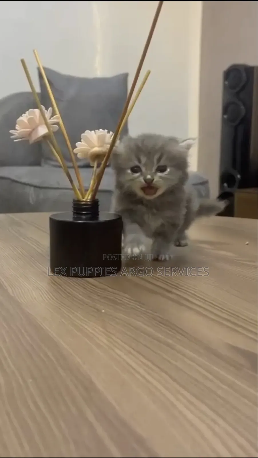 1-3 months Female Purebred Persian