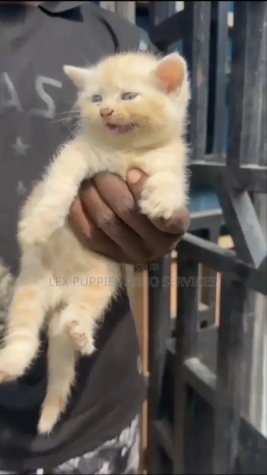 1-3 months Female Purebred Persian