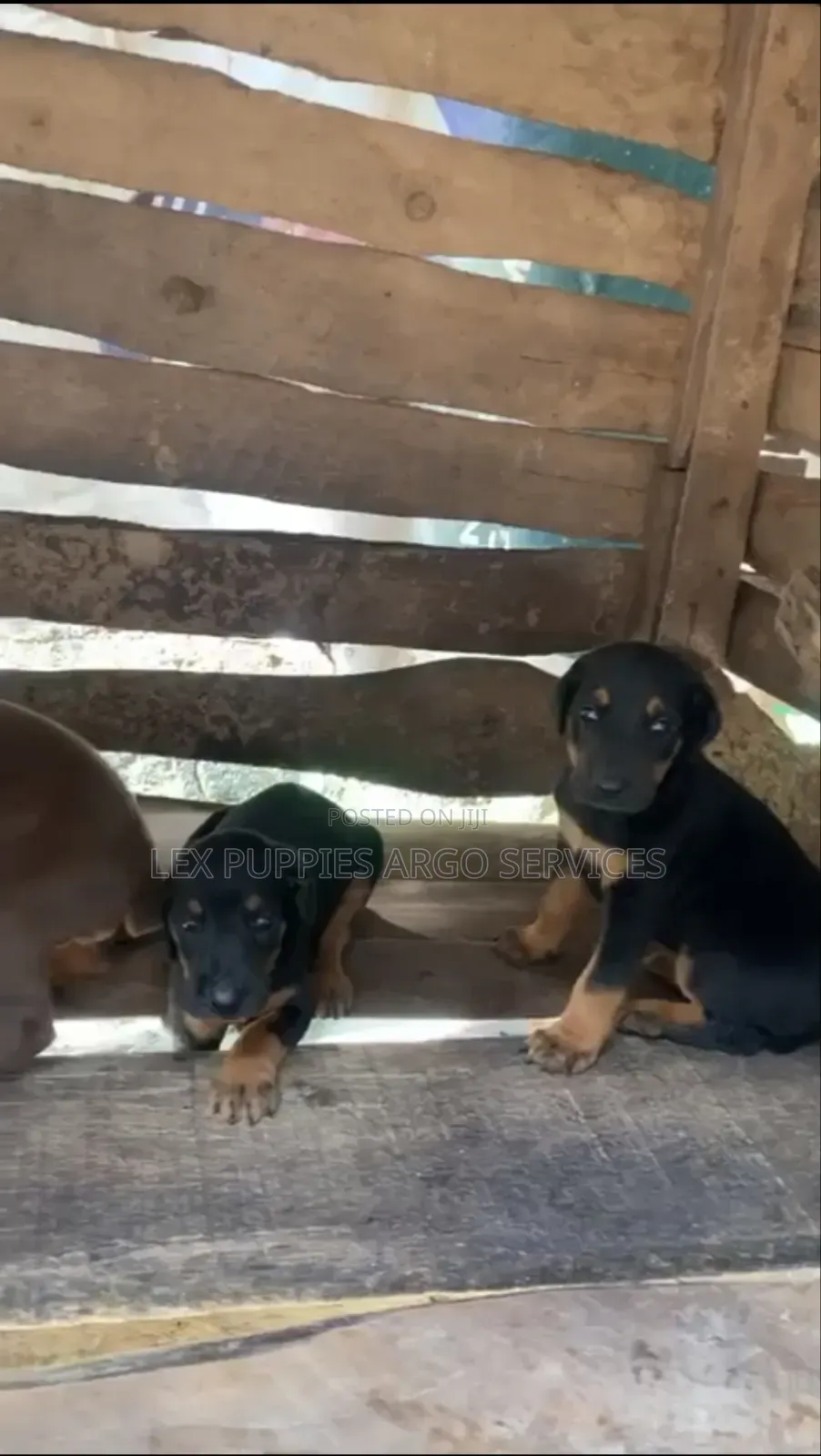 1-3 months Female Purebred Doberman Pinscher