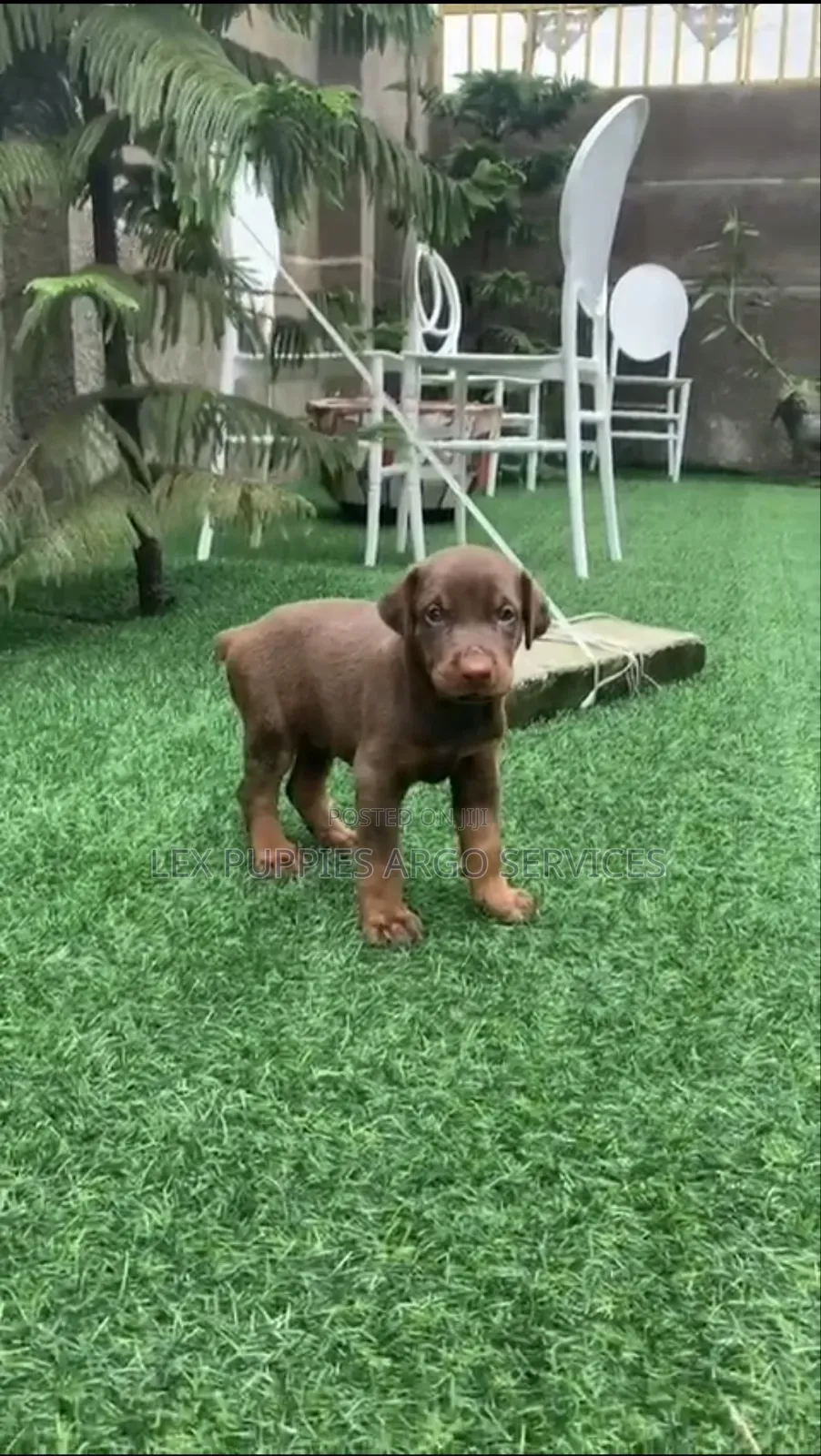 1-3 months Female Purebred Doberman Pinscher