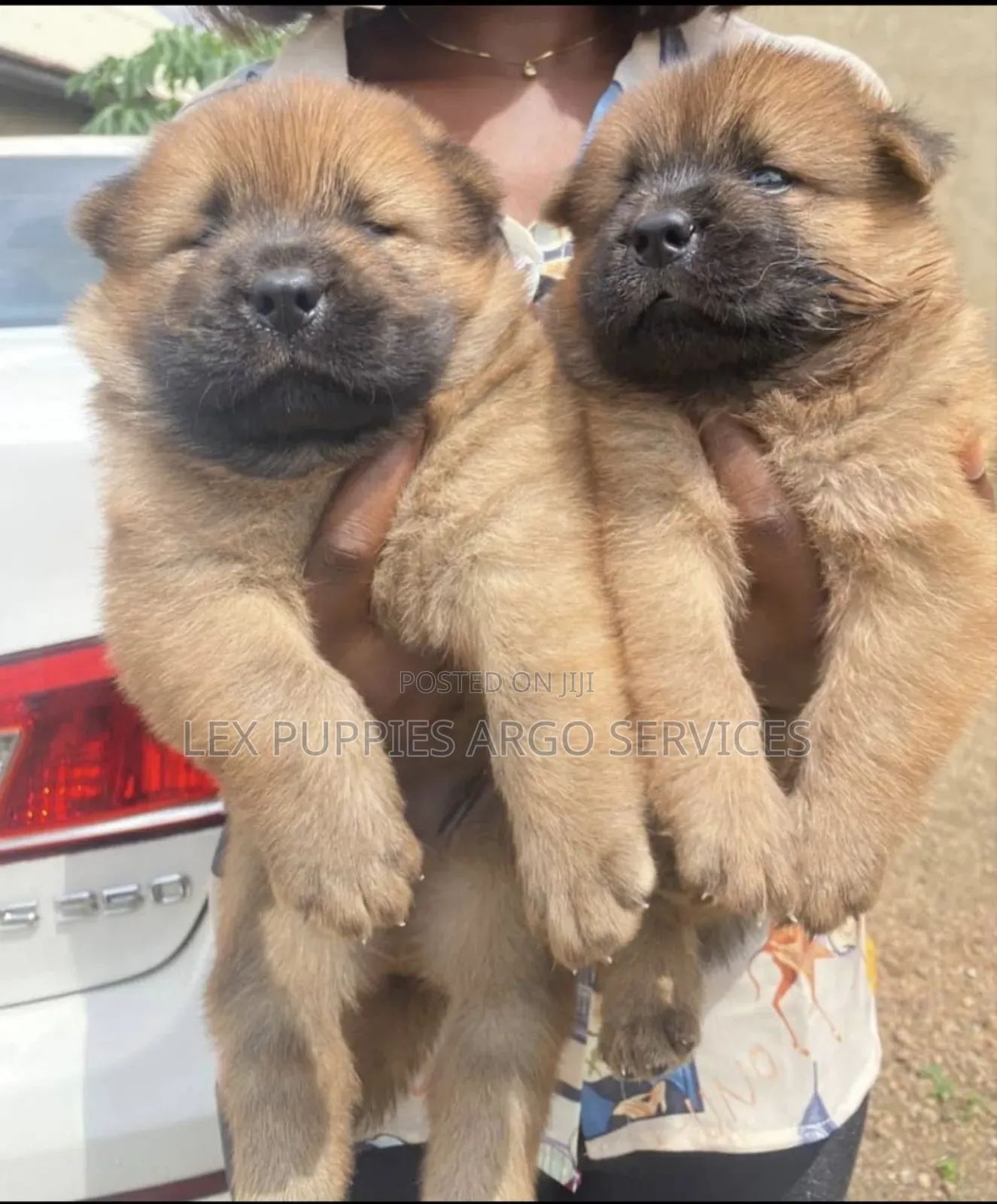 1-3 months Female Purebred Chow Chow