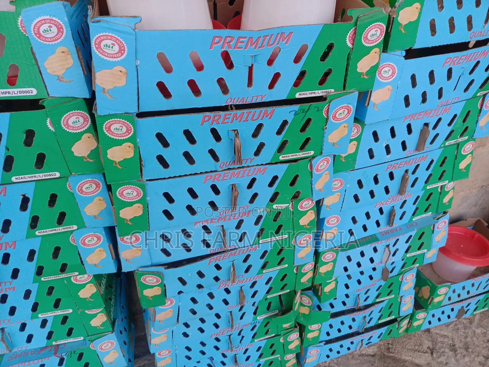 Day Old Chicks Nationwide Distribution