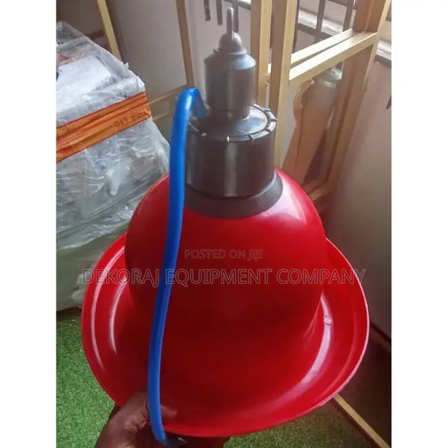 Point Of Lay Bird For Sale, Indian Bell Drinker Available