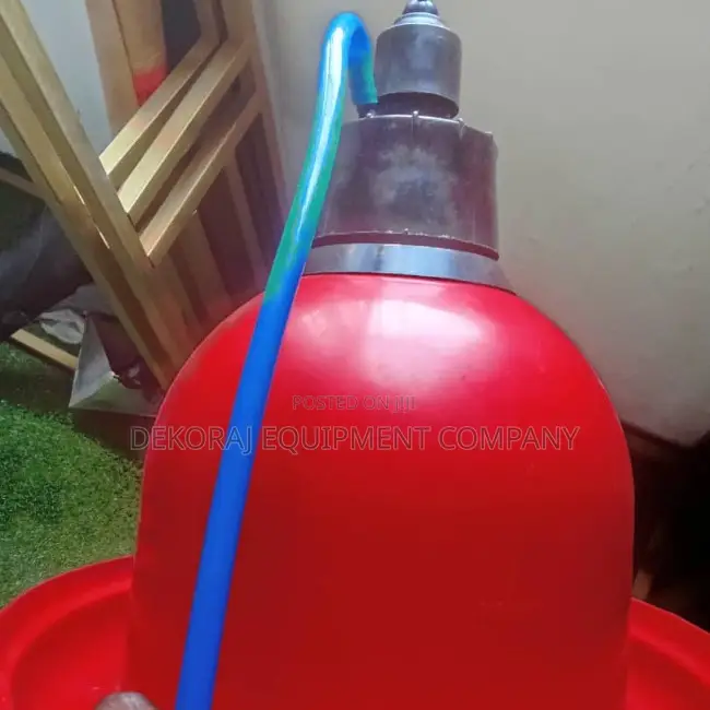 Original Indian Bell Drinker, Point Of Lay Birds For Sale
