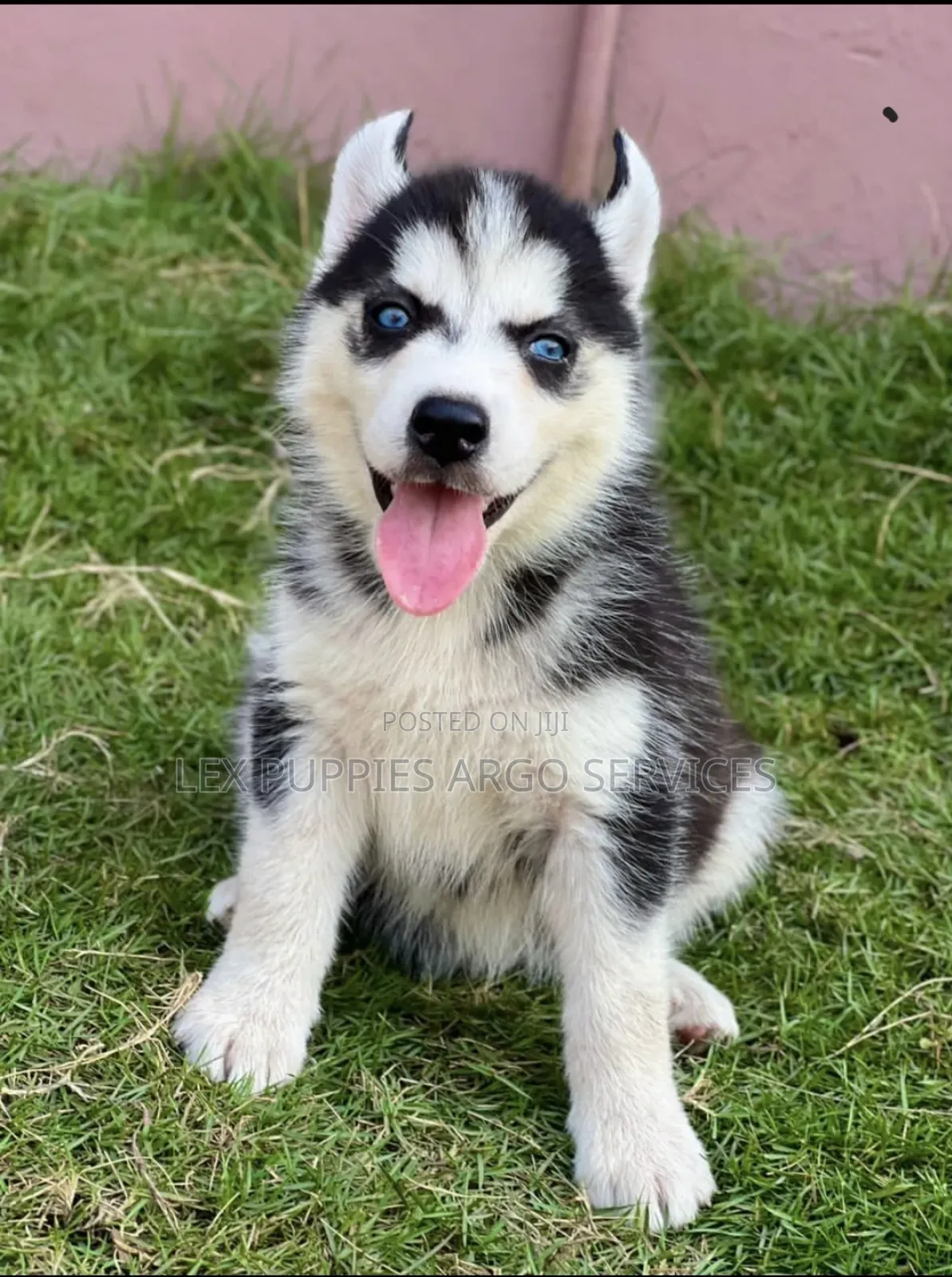 1-3 months Female Purebred Siberian Husky