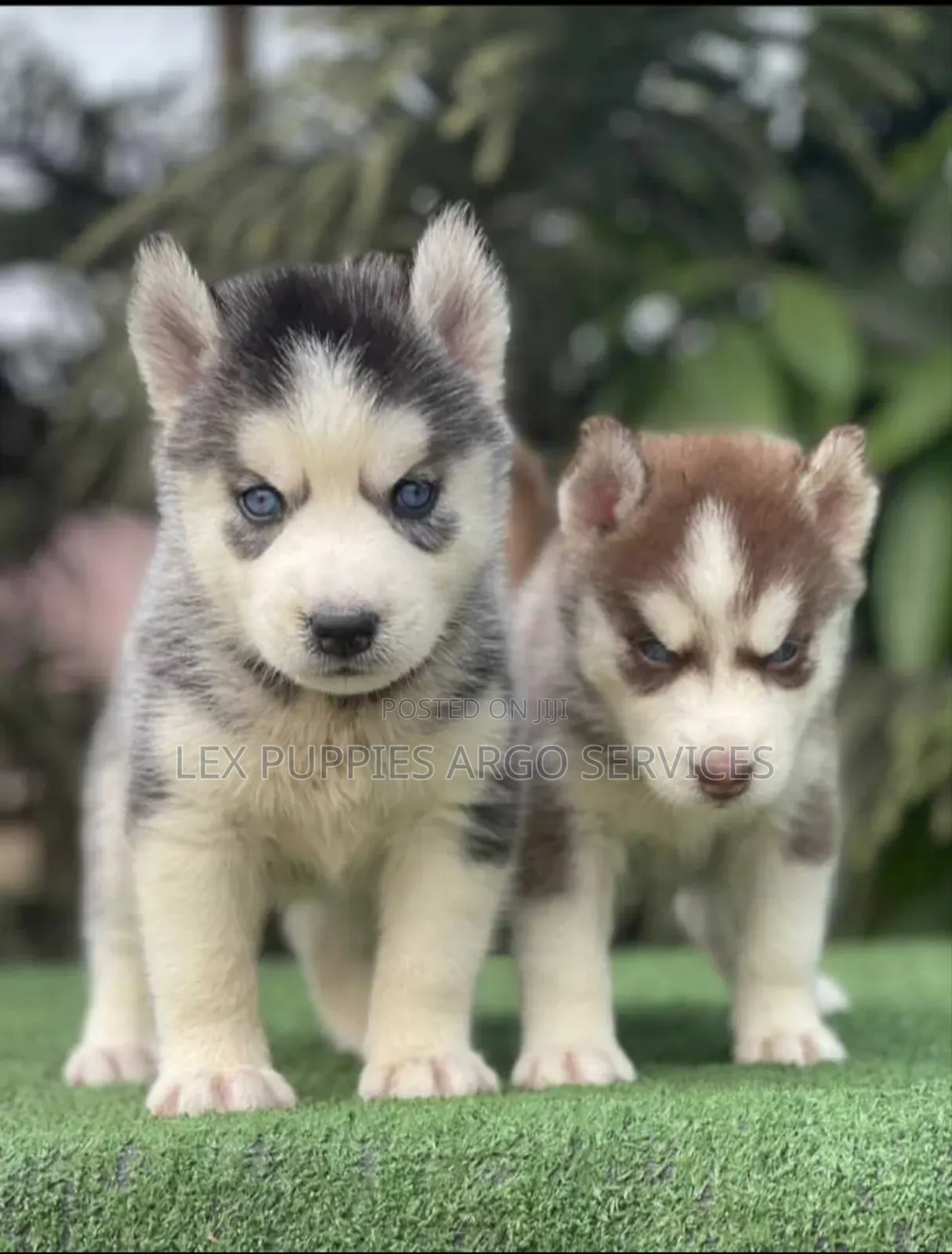 1-3 months Female Purebred Siberian Husky