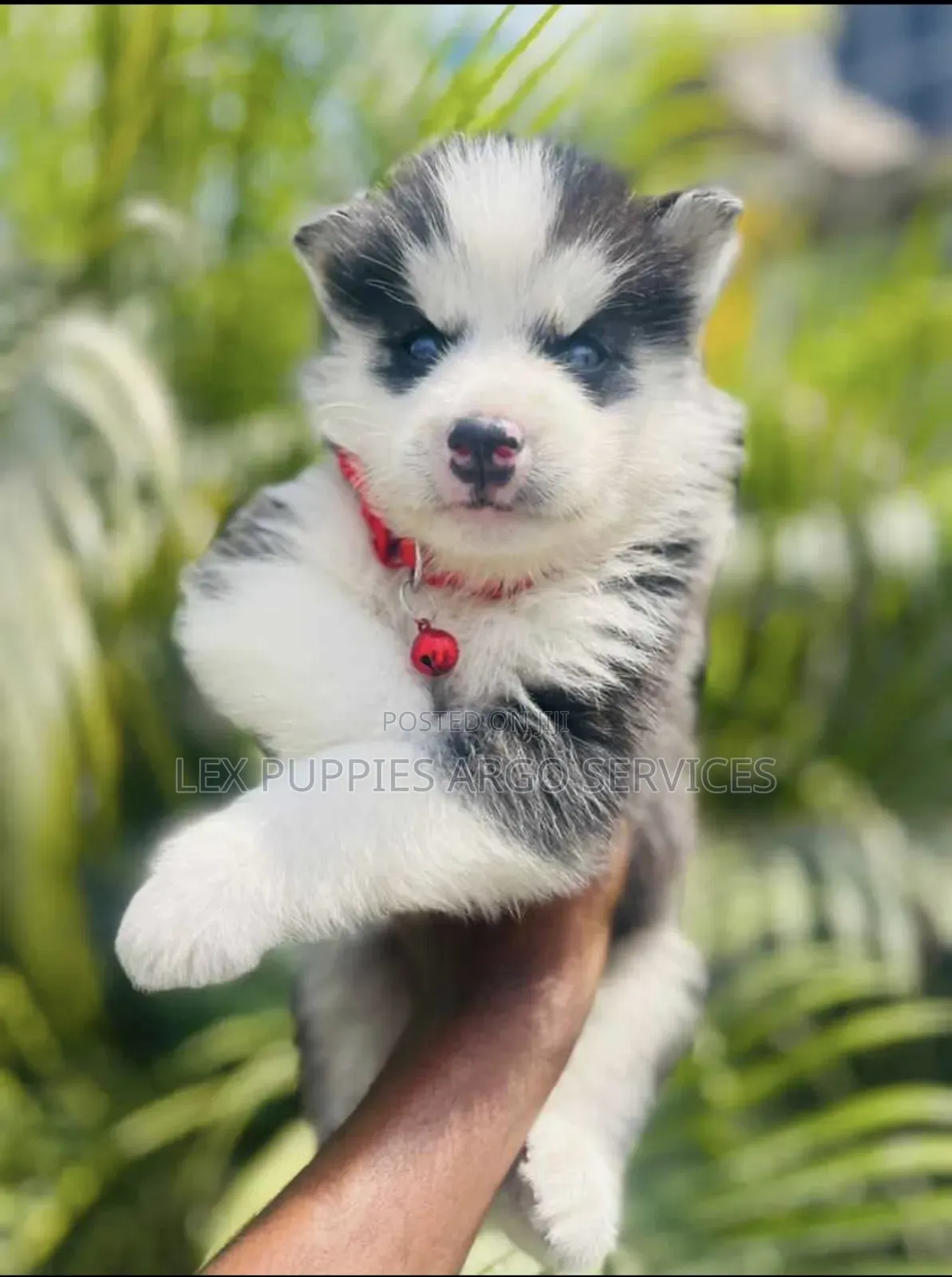1-3 months Female Purebred Siberian Husky