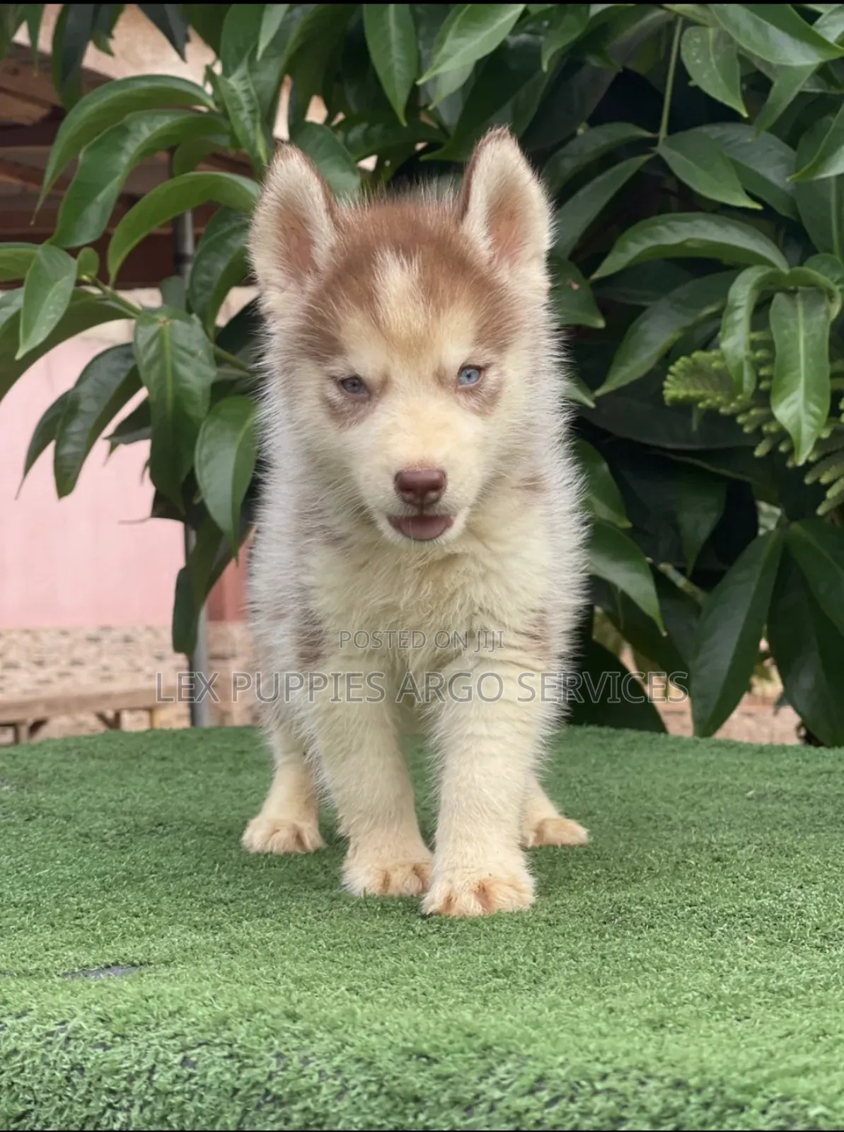 1-3 months Female Purebred Siberian Husky