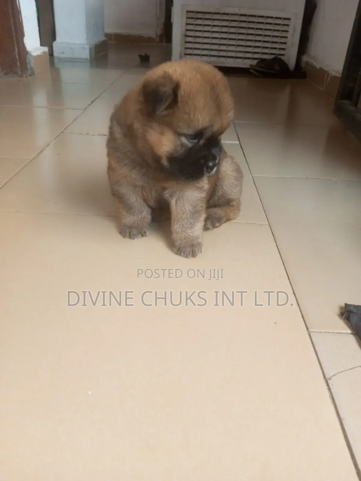 1-3 months Male Purebred Chow Chow