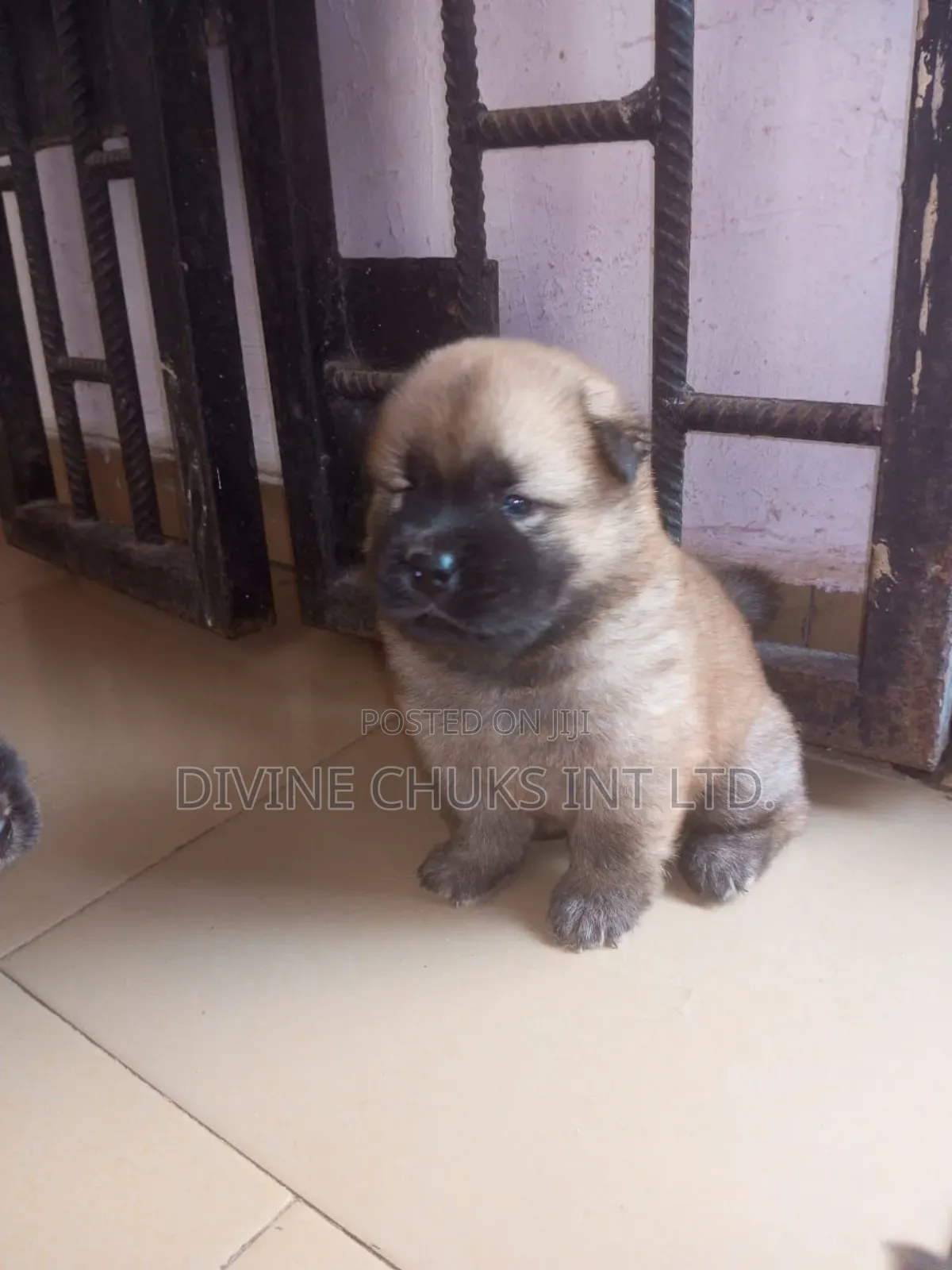 1-3 months Male Purebred Chow Chow