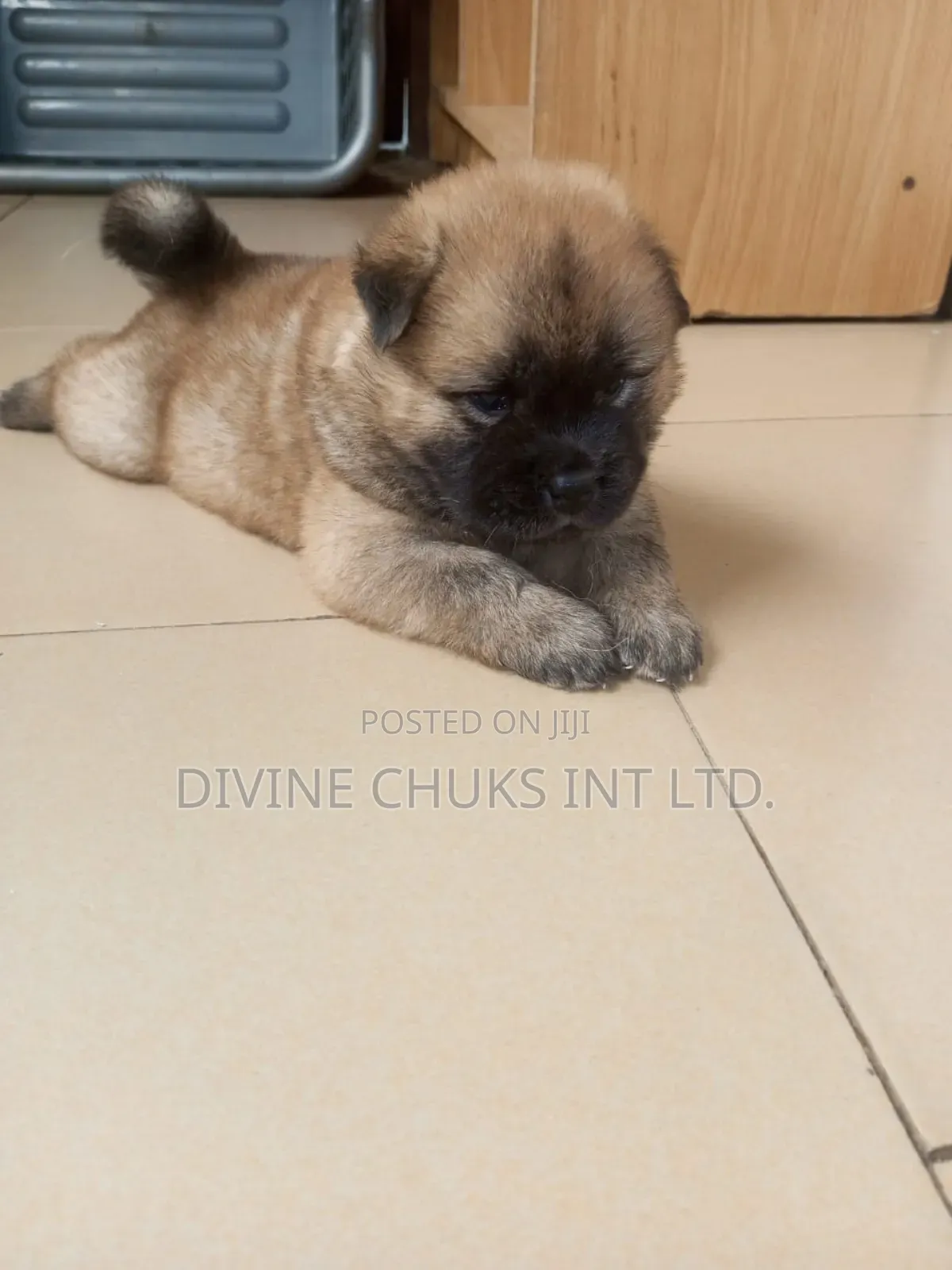 1-3 months Male Purebred Chow Chow