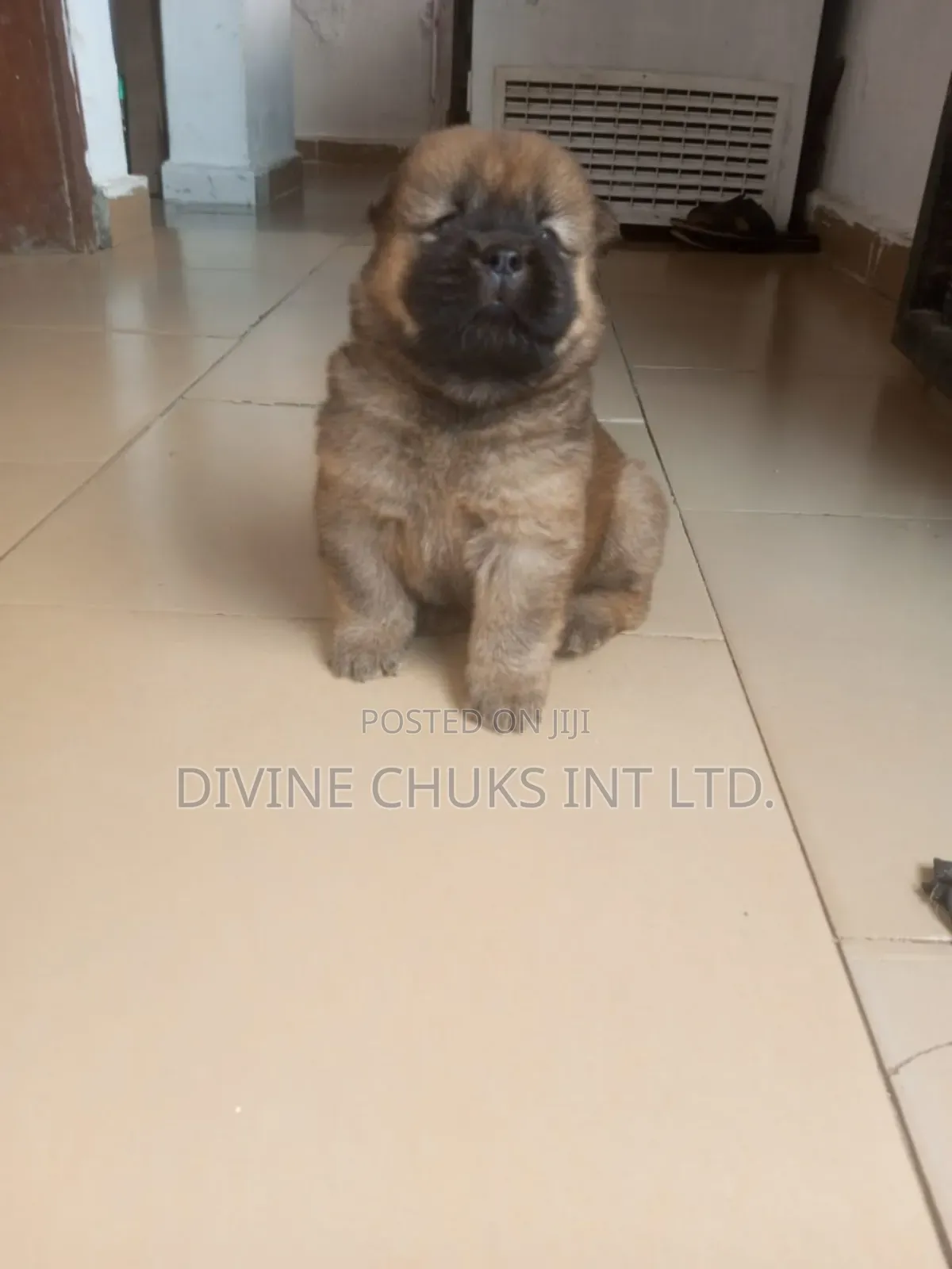 1-3 months Male Purebred Chow Chow