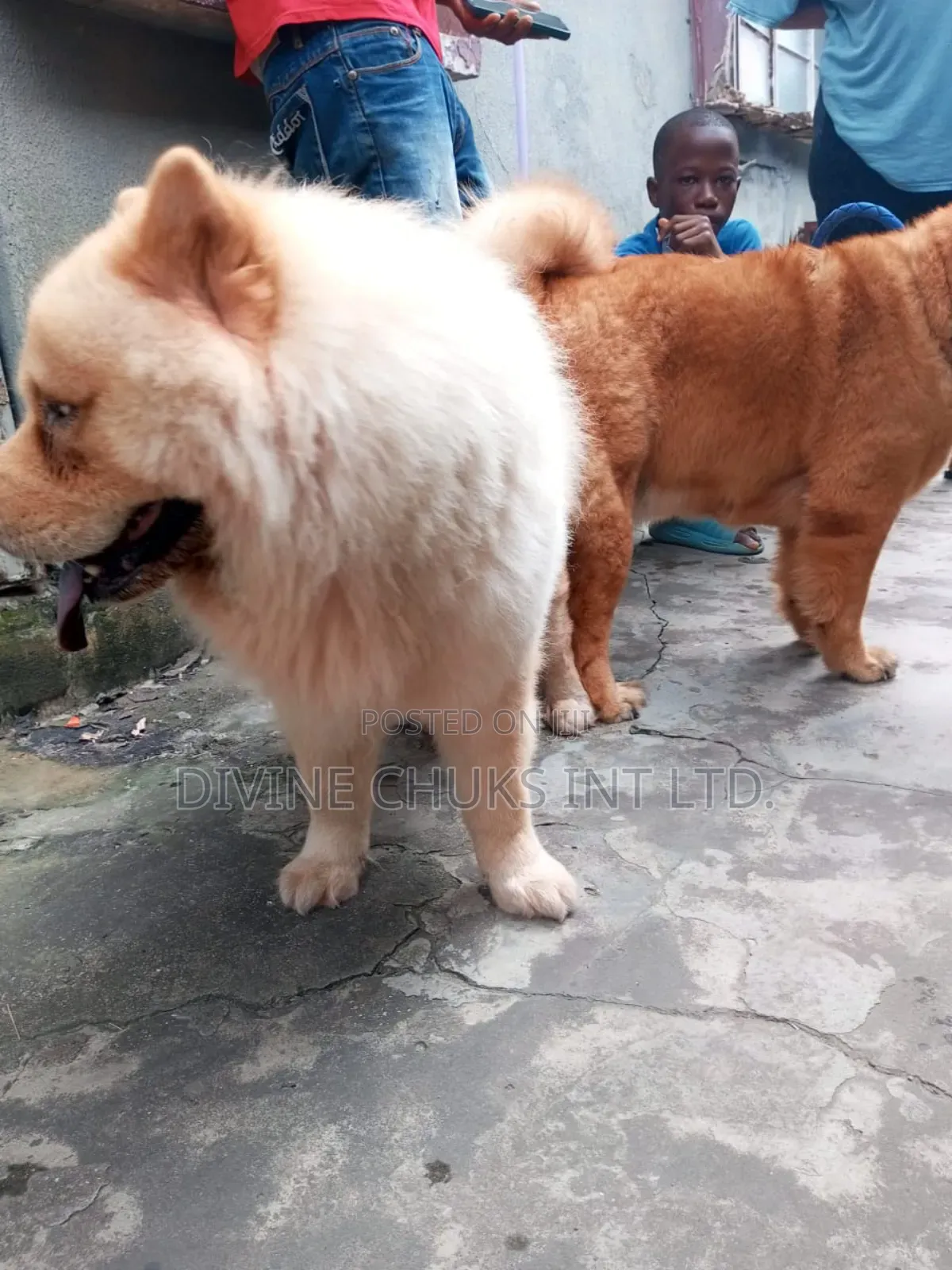 1-3 months Male Purebred Chow Chow
