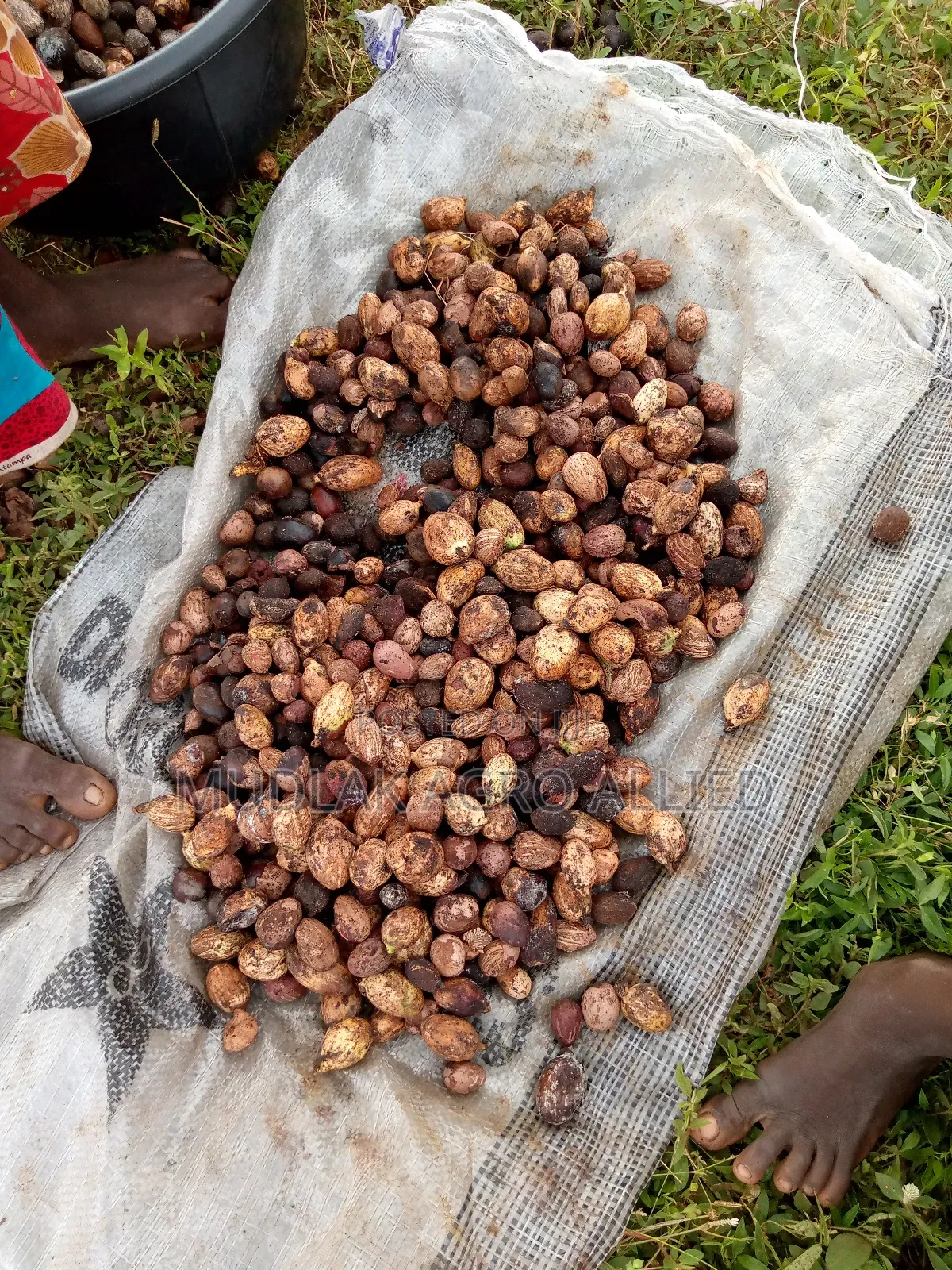 Cashew Nuts, Soyabeans,Maize,Cocoa, Shea Nuts, Sesame Seed,Etc.