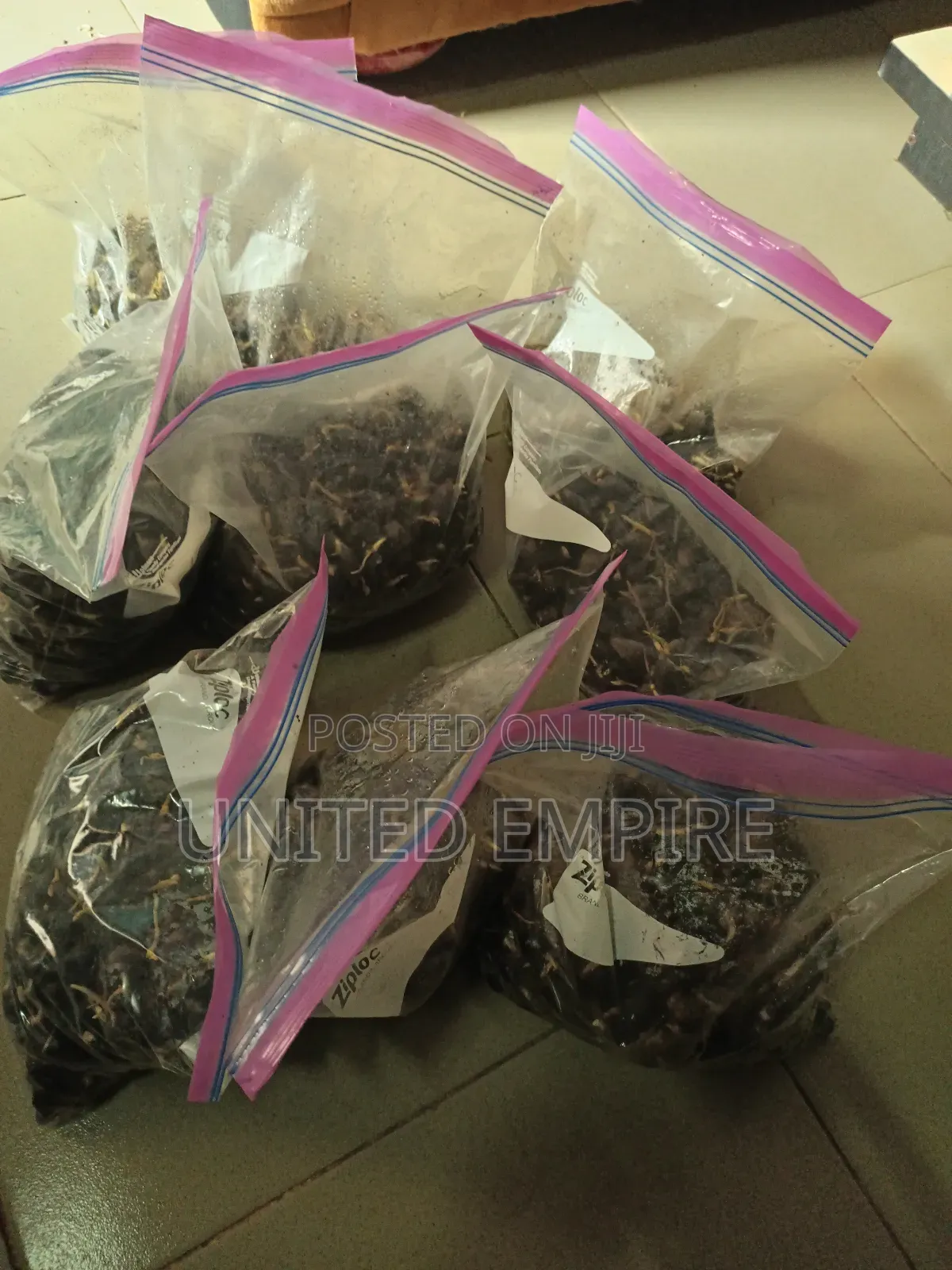 Hybrid Tenera Oil Palm Sprouted Nuts
