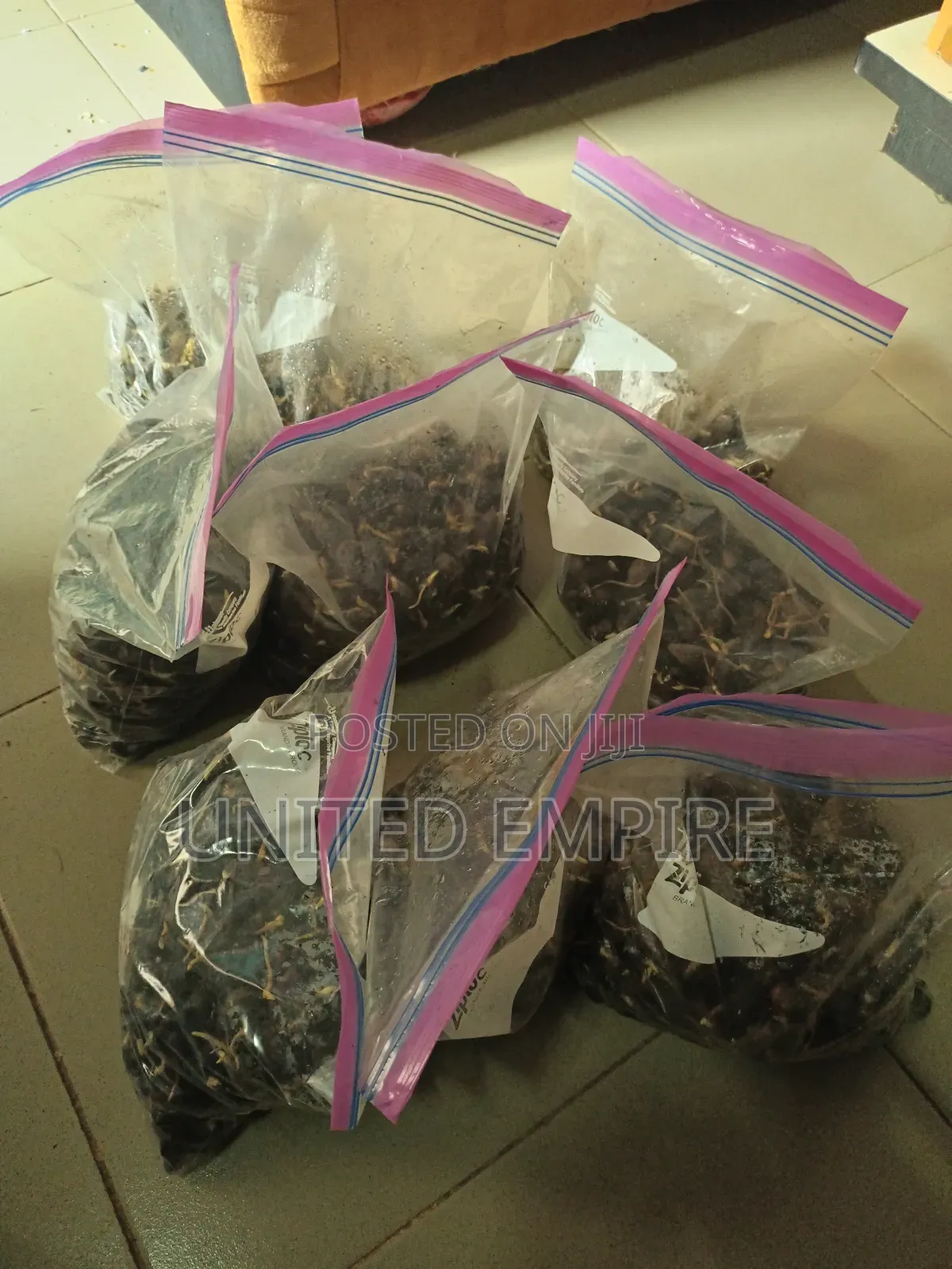 Hybrid Tenera Oil Palm Sprouted Nuts
