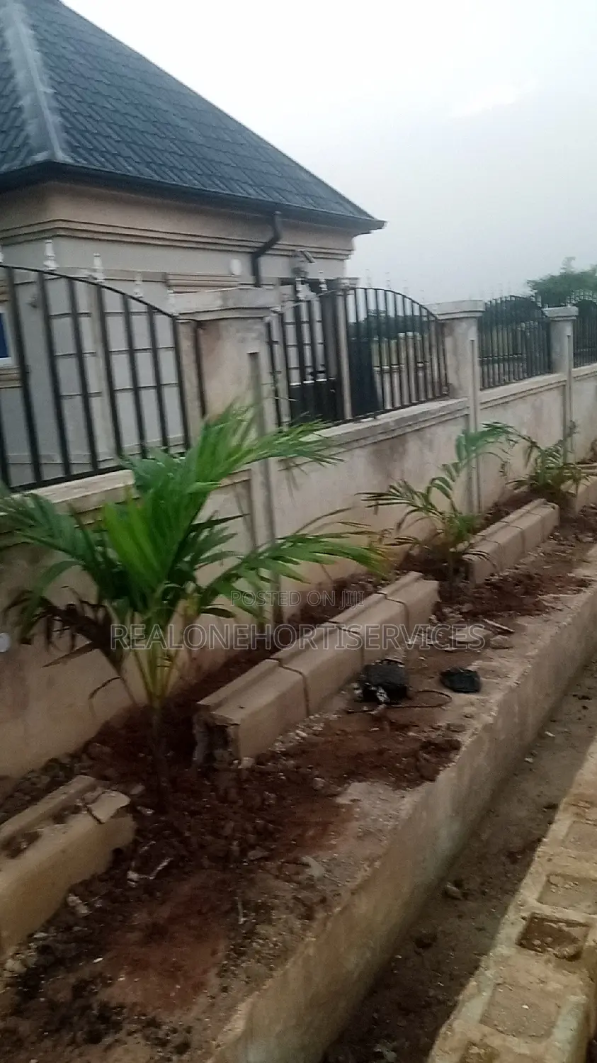 Thuja, Queens Palm Plant for Residential, Hotel, School, Etc