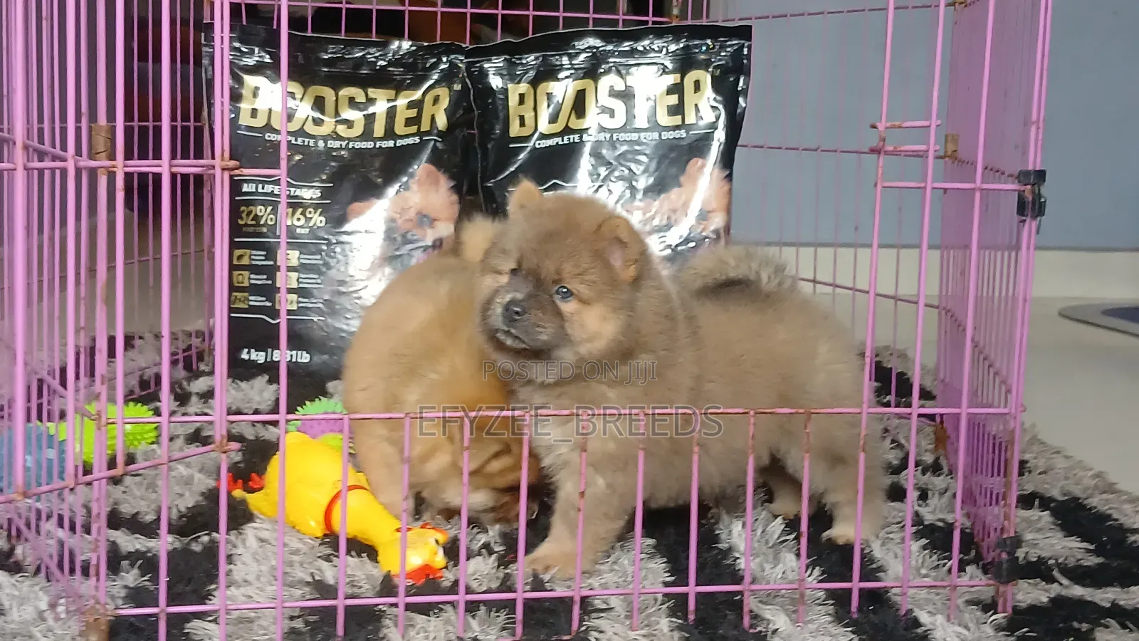 1-3 months Female Purebred Chow Chow