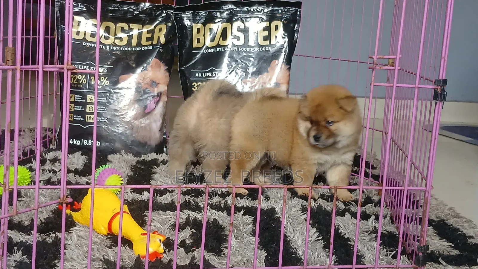 1-3 months Female Purebred Chow Chow